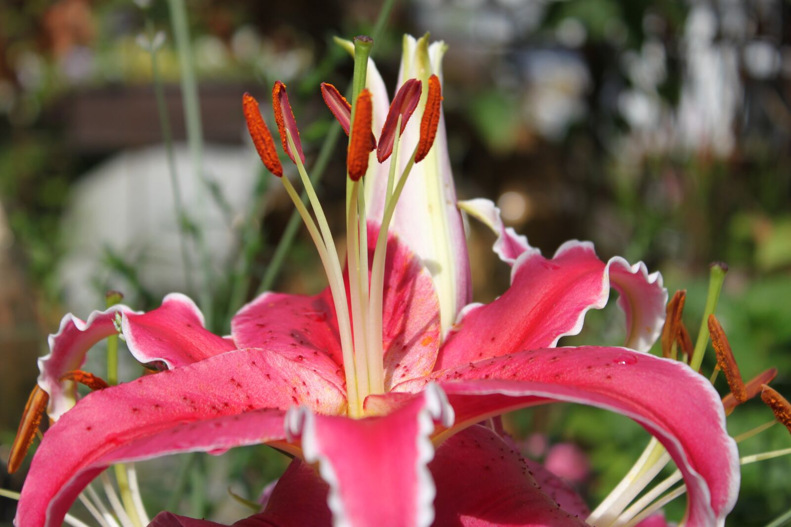 Canon EOS 500D (EOS Rebel T1i / EOS Kiss X3) sample photo. Blossom, bloom, plant photography