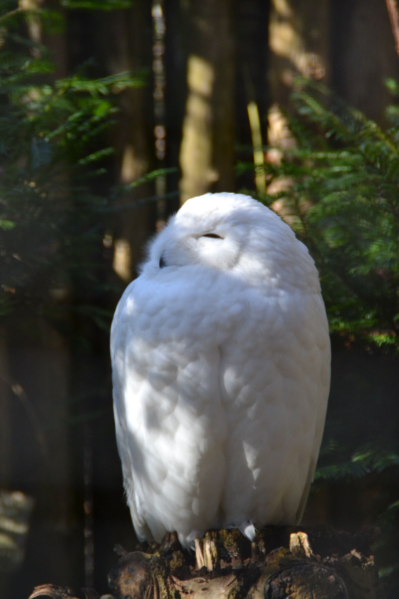 Nikon D3100 sample photo. Snowy owl, zoo, bird photography