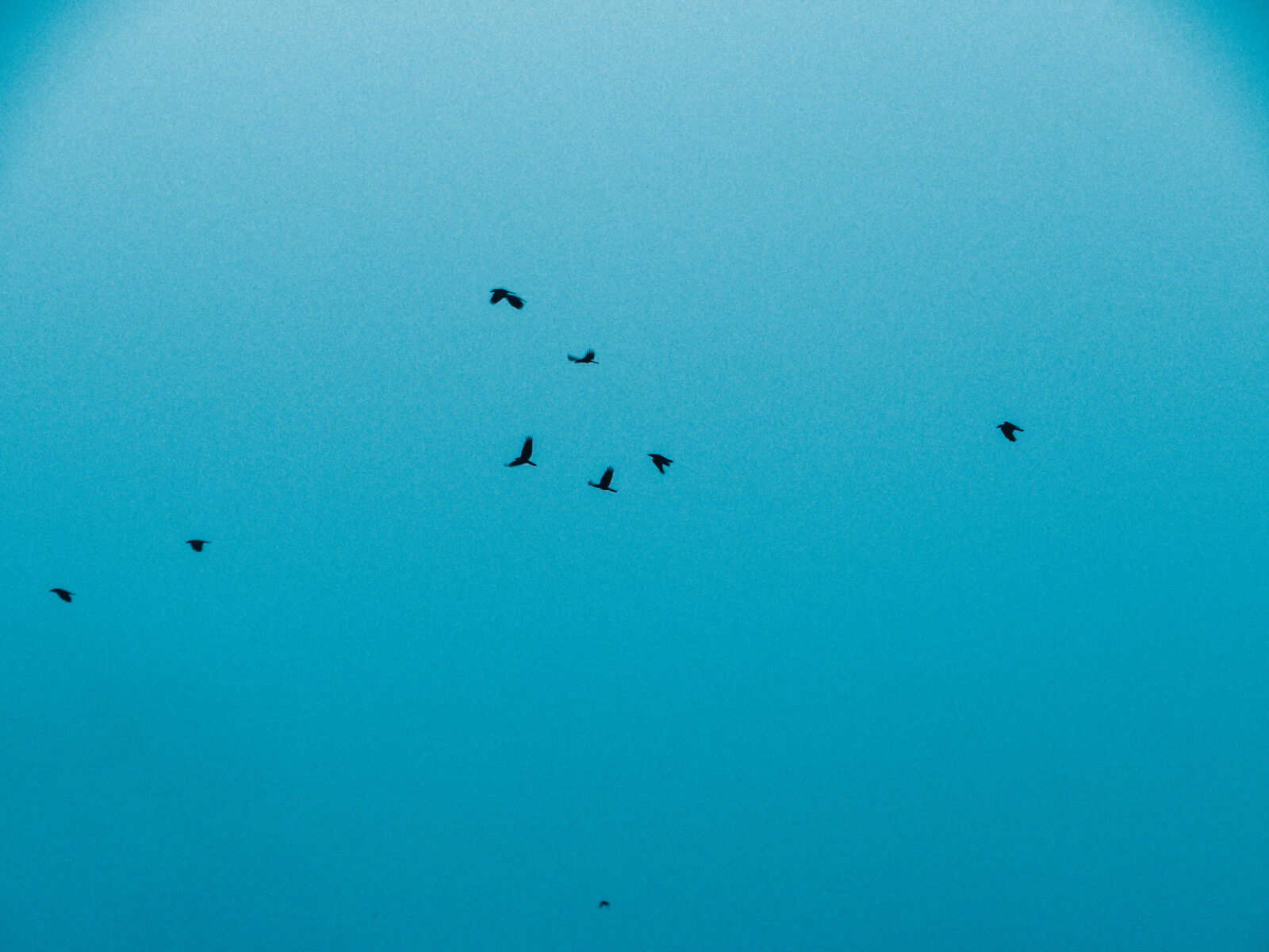 Sony Cyber-shot DSC-HX100V sample photo. Birds, blue, bluesky, sky photography