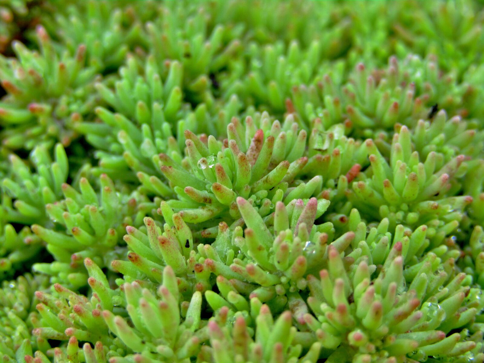 Canon POWERSHOT SX432 IS sample photo. Ground cover, thick sheet photography