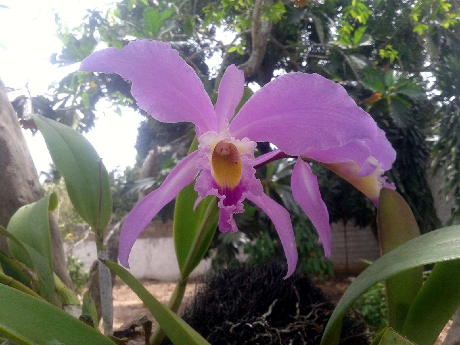 Samsung Galaxy Ace Duos sample photo. Orchid, national flower, venezuela photography