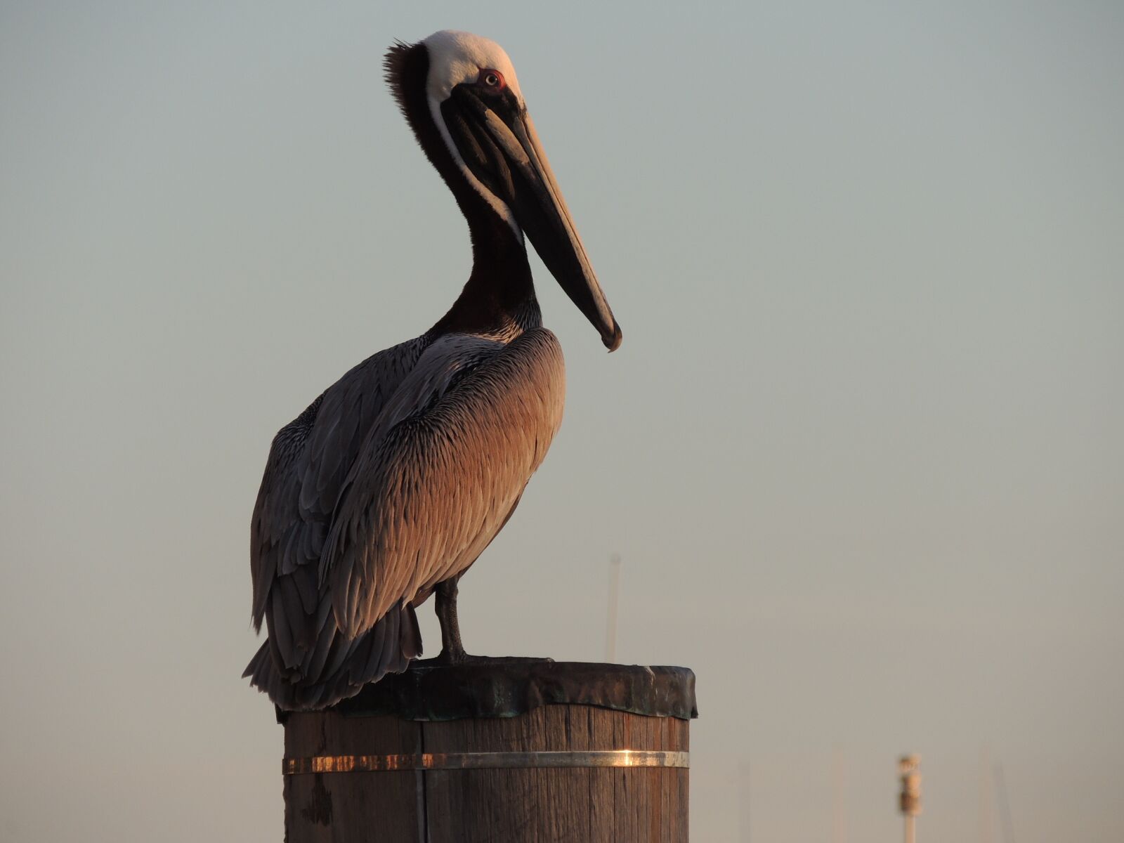 Nikon Coolpix P510 sample photo. Pelican, bird, animal photography