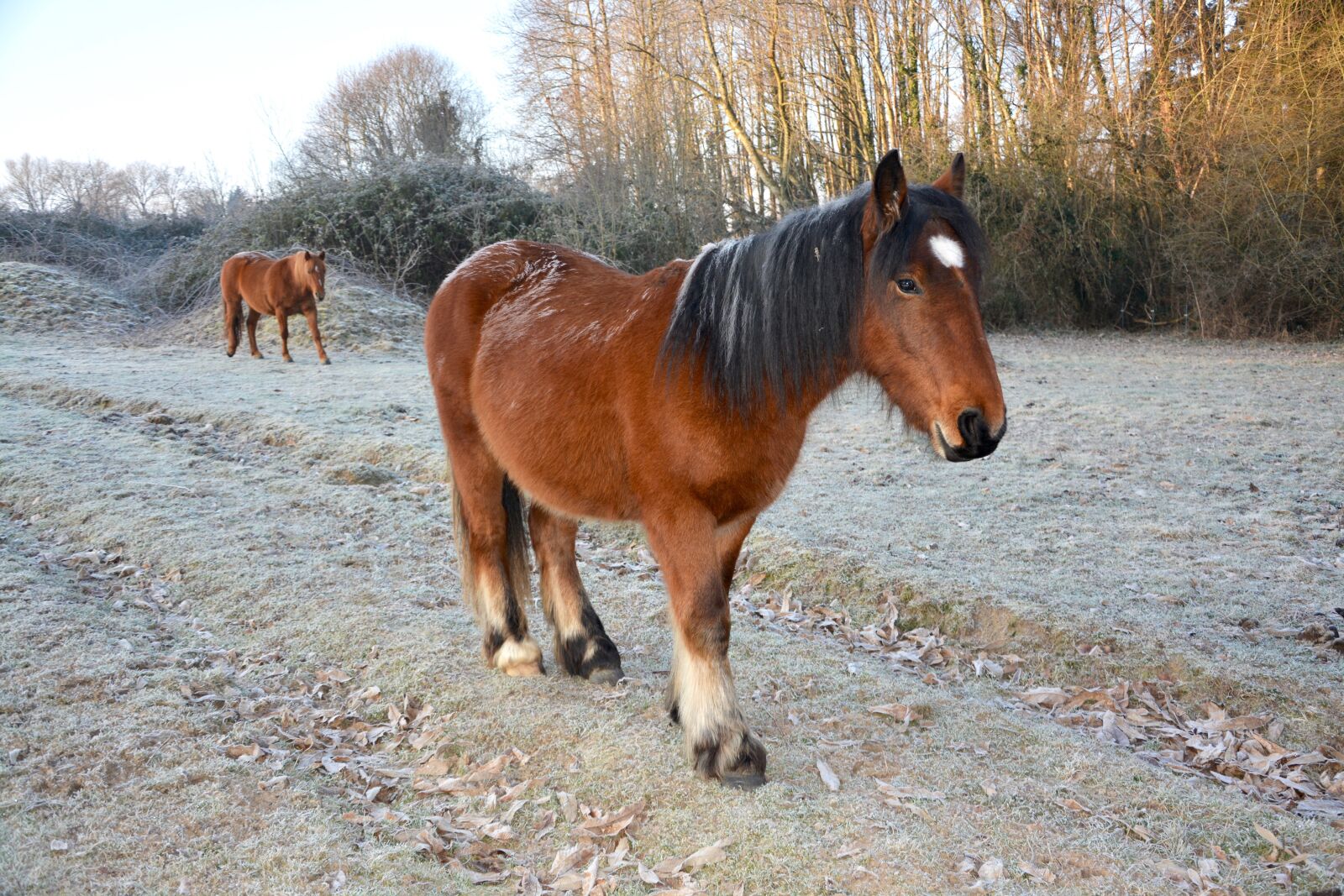 Nikon D5200 sample photo. Horse, horse brown black photography