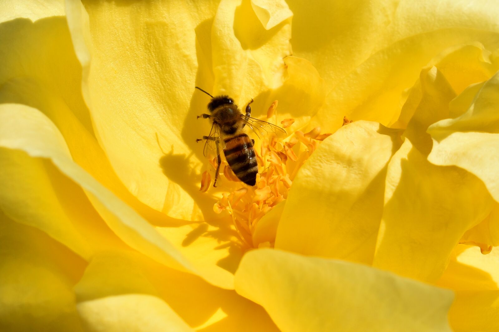 Nikon D3500 sample photo. Bee, flower, pollination photography