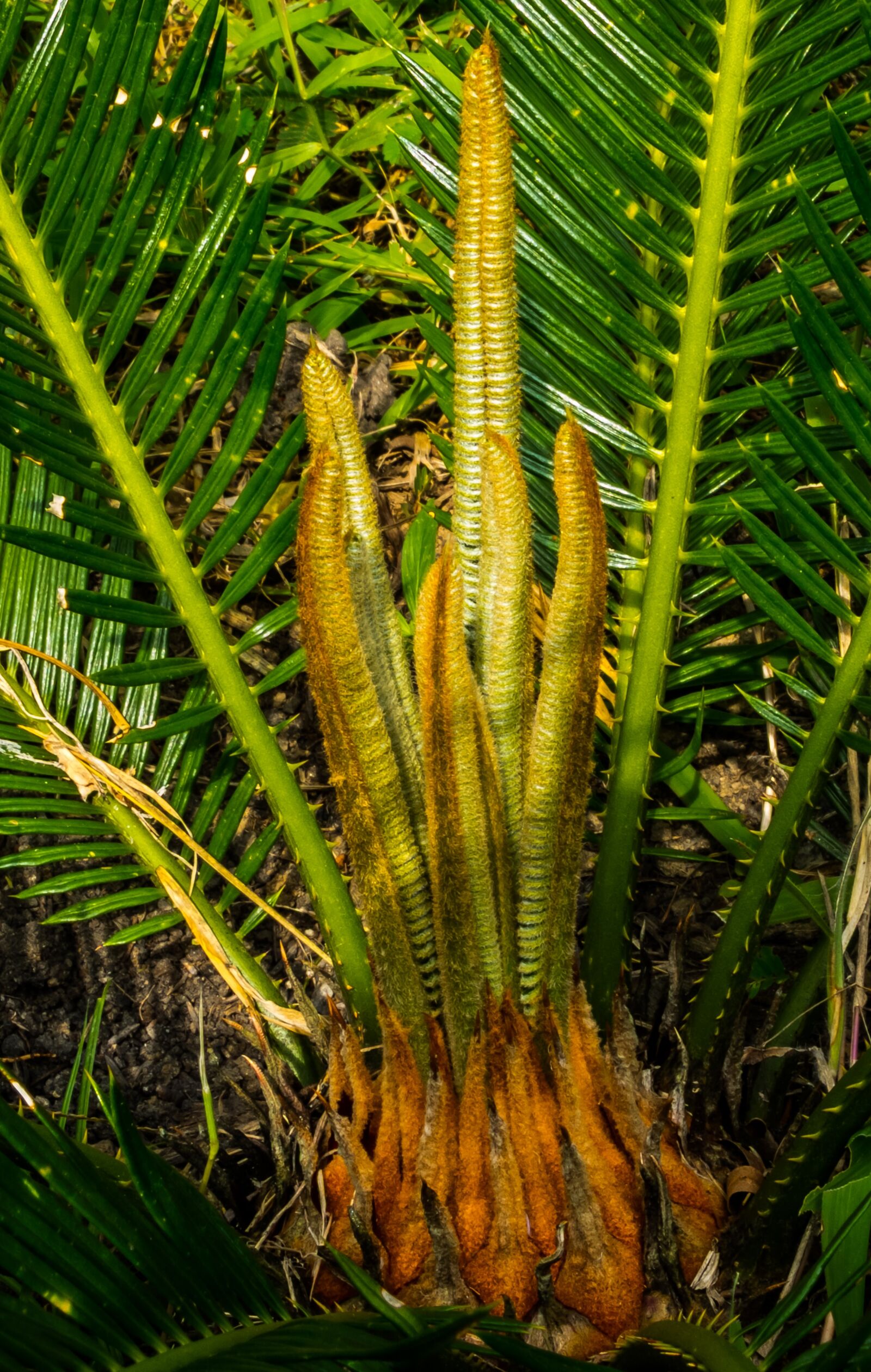 Fujifilm X-S1 sample photo. Palm, palm tree, new photography