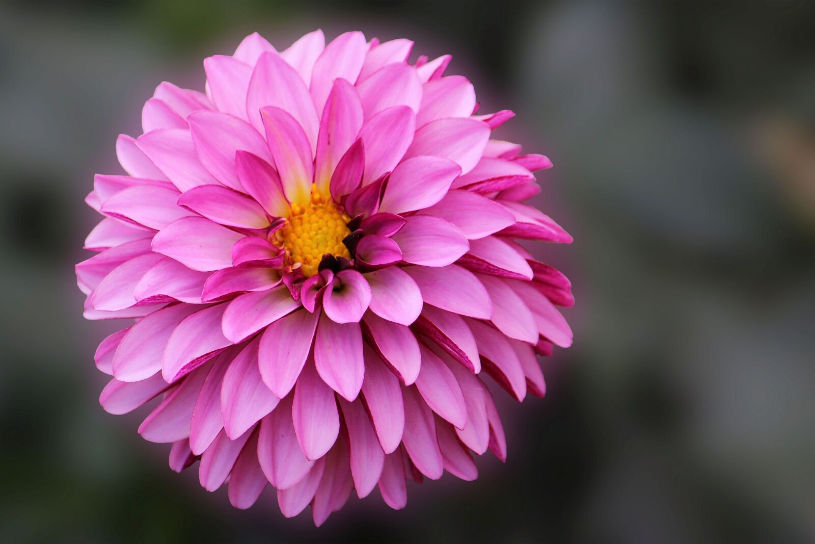 Canon EF-S 55-250mm F4-5.6 IS II sample photo. Dahlia, blossom, bloom photography