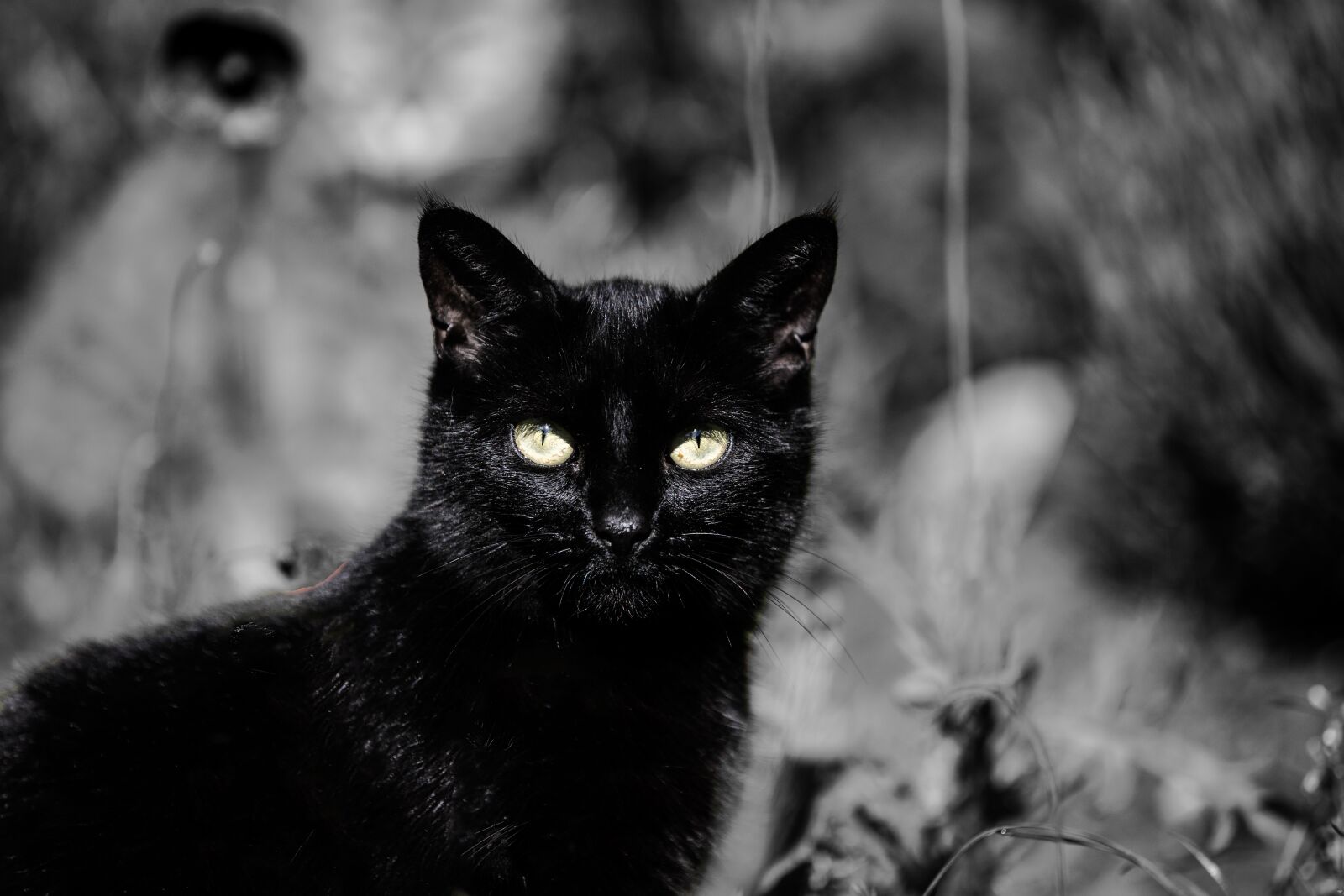 Canon EF 70-200mm F2.8L IS II USM sample photo. Black cat, animal, eyes photography