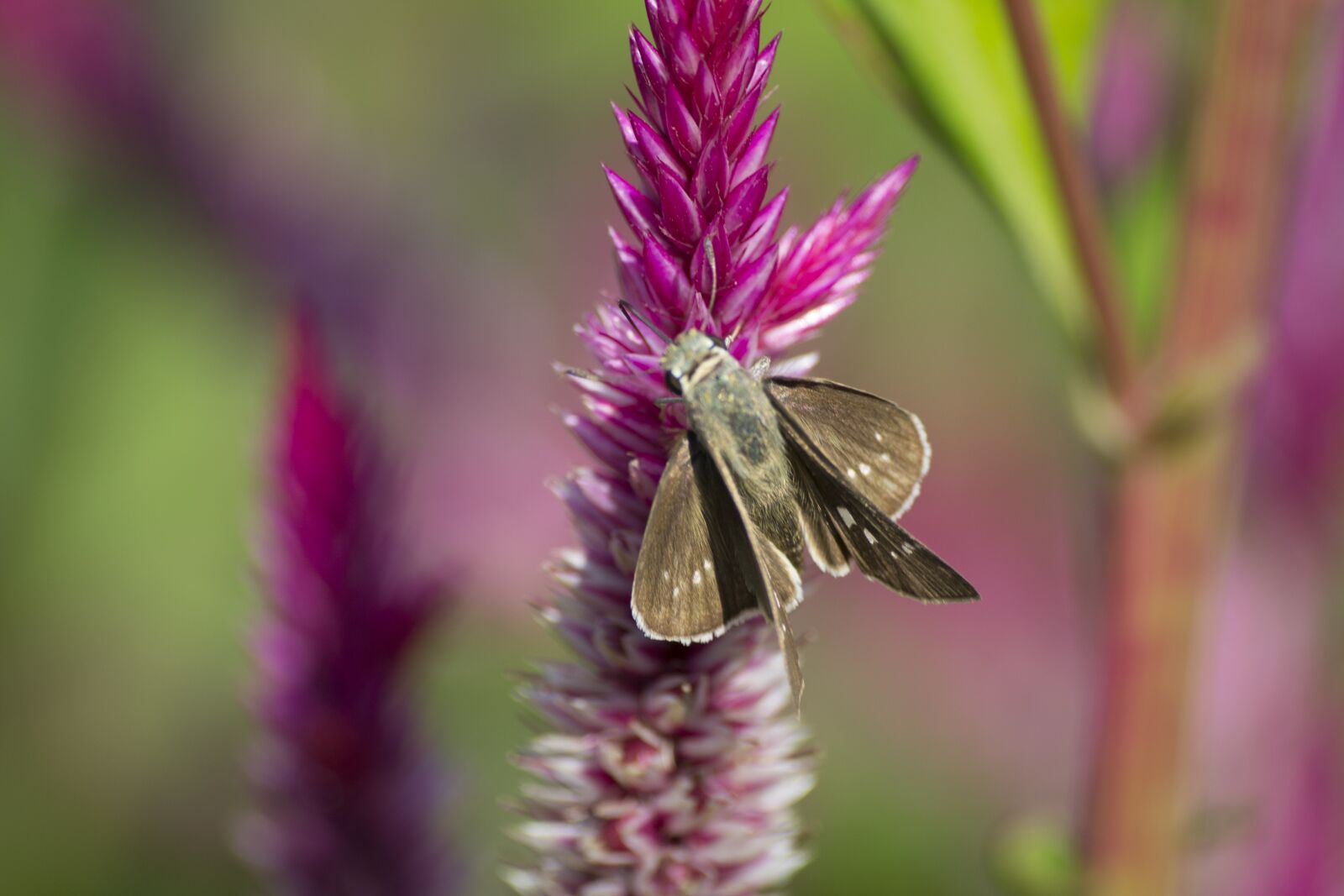 Nikon D3100 sample photo. Swift, butterfly, insect photography