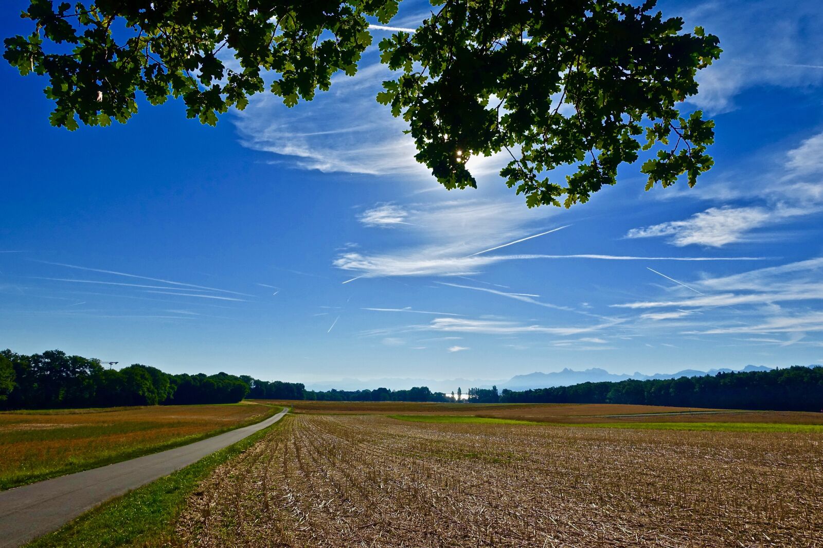 Sony Cyber-shot DSC-RX100 III sample photo. Scenery, agriculture, nature photography