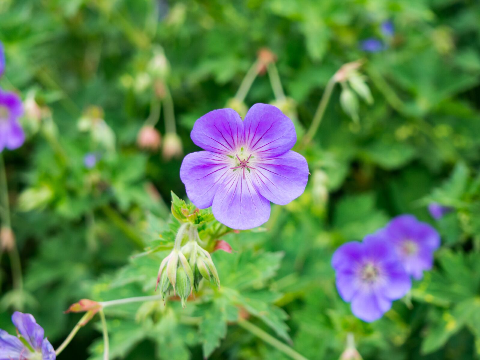 Olympus OM-D E-M10 sample photo. Outdoors, environment, green photography