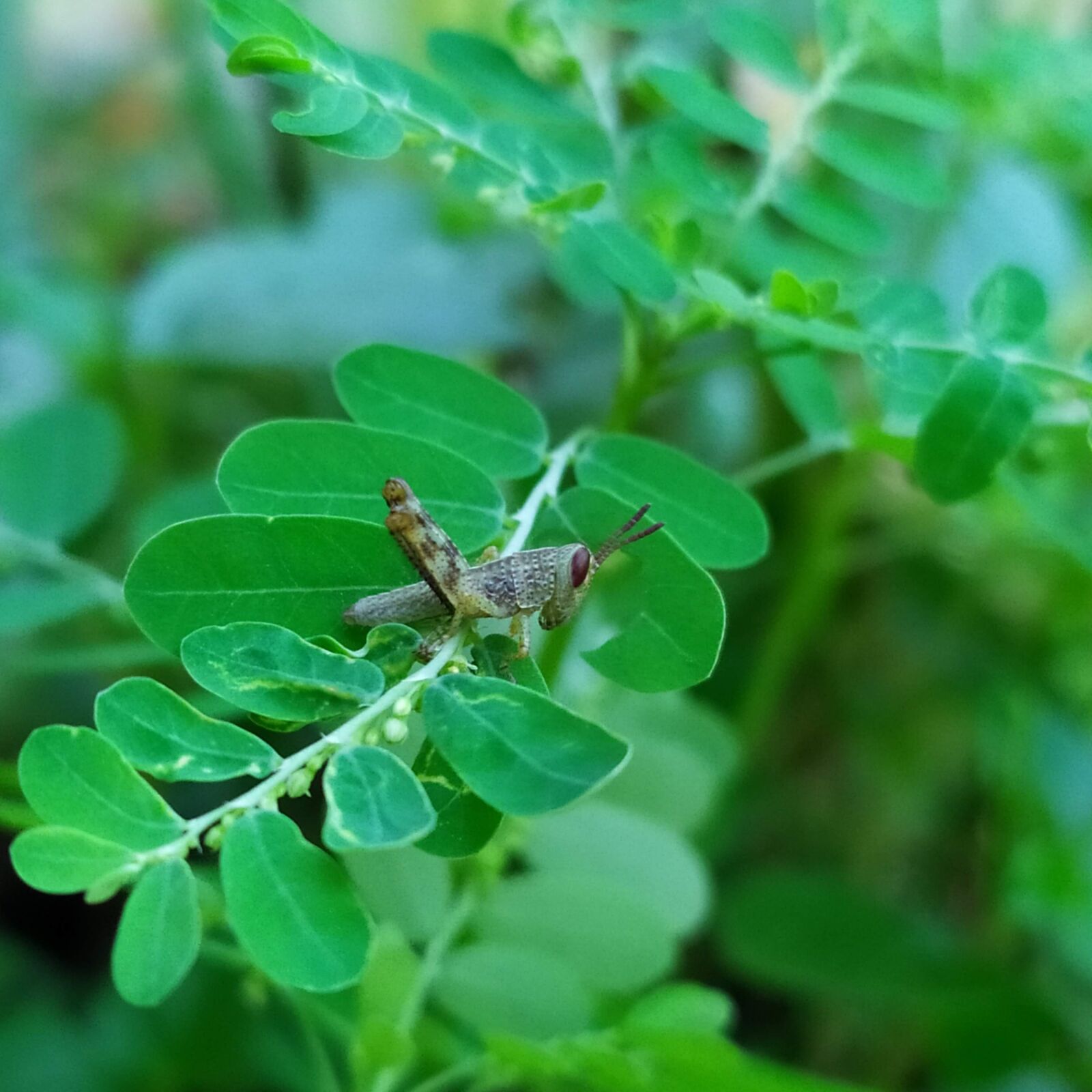 Xiaomi Redmi Note 7 sample photo. Grasshopper, green, animal photography