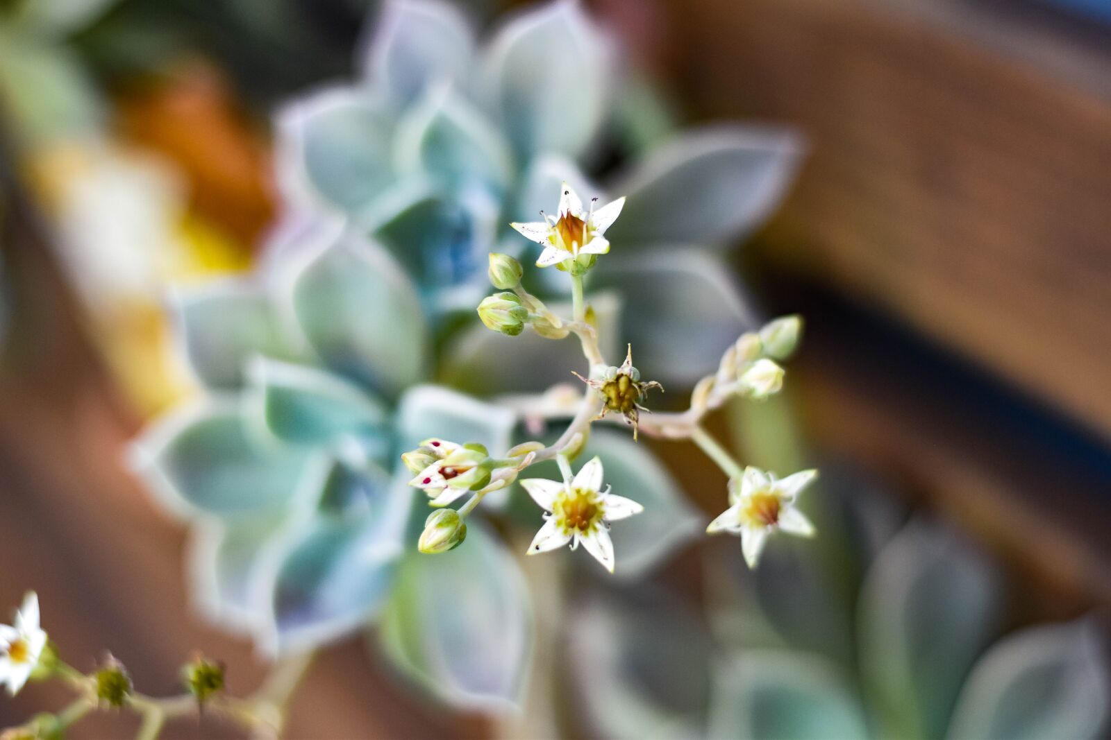 Nikon D5500 sample photo. Plant, nature, blossom photography