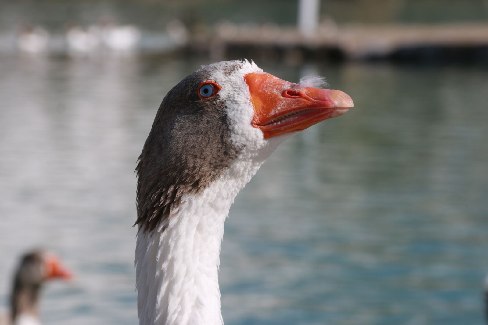 Canon EF-S 18-135mm F3.5-5.6 IS sample photo. Duck, marine, bird photography