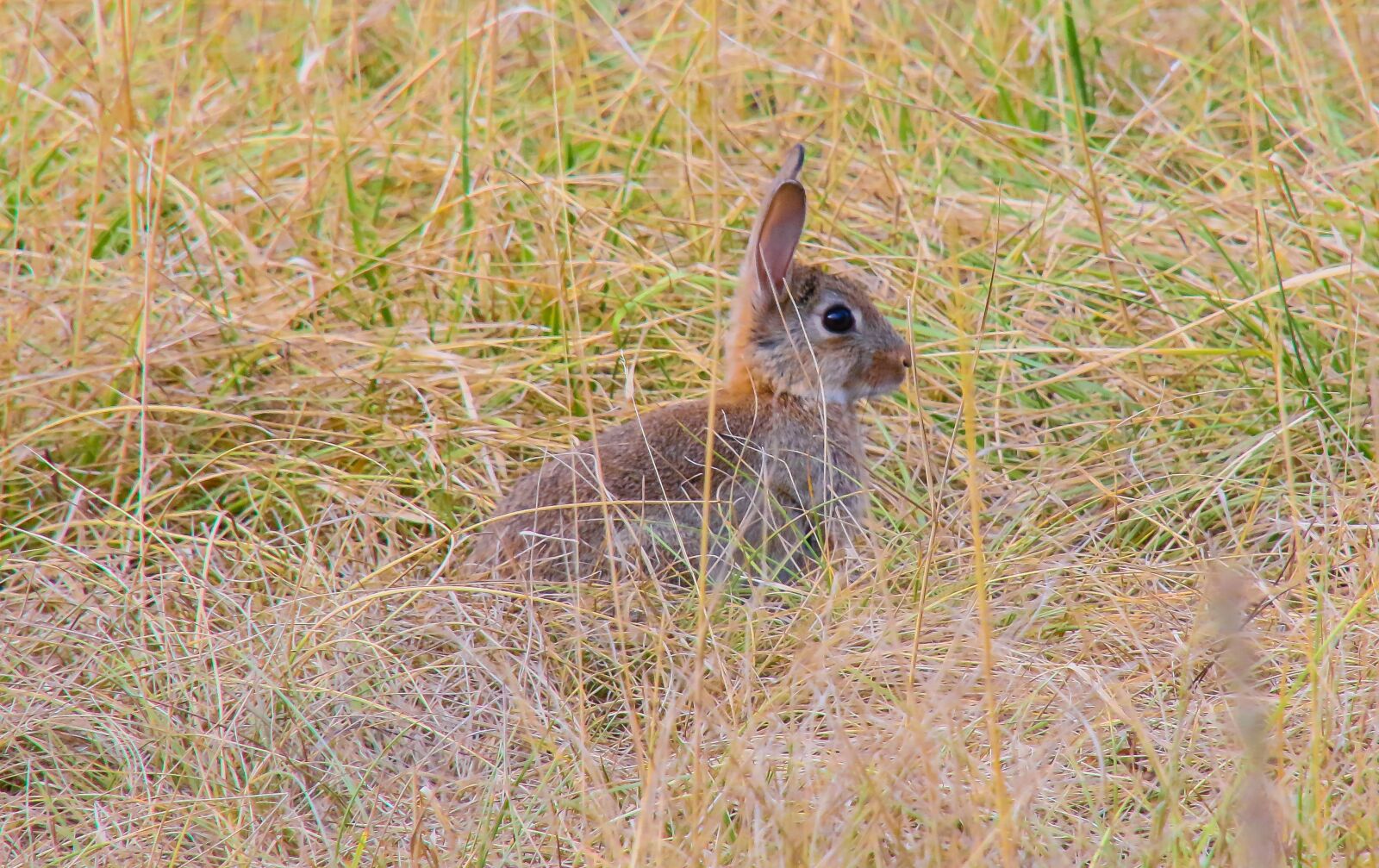 Canon EOS 70D sample photo. Lapereau, rabbit, baby photography