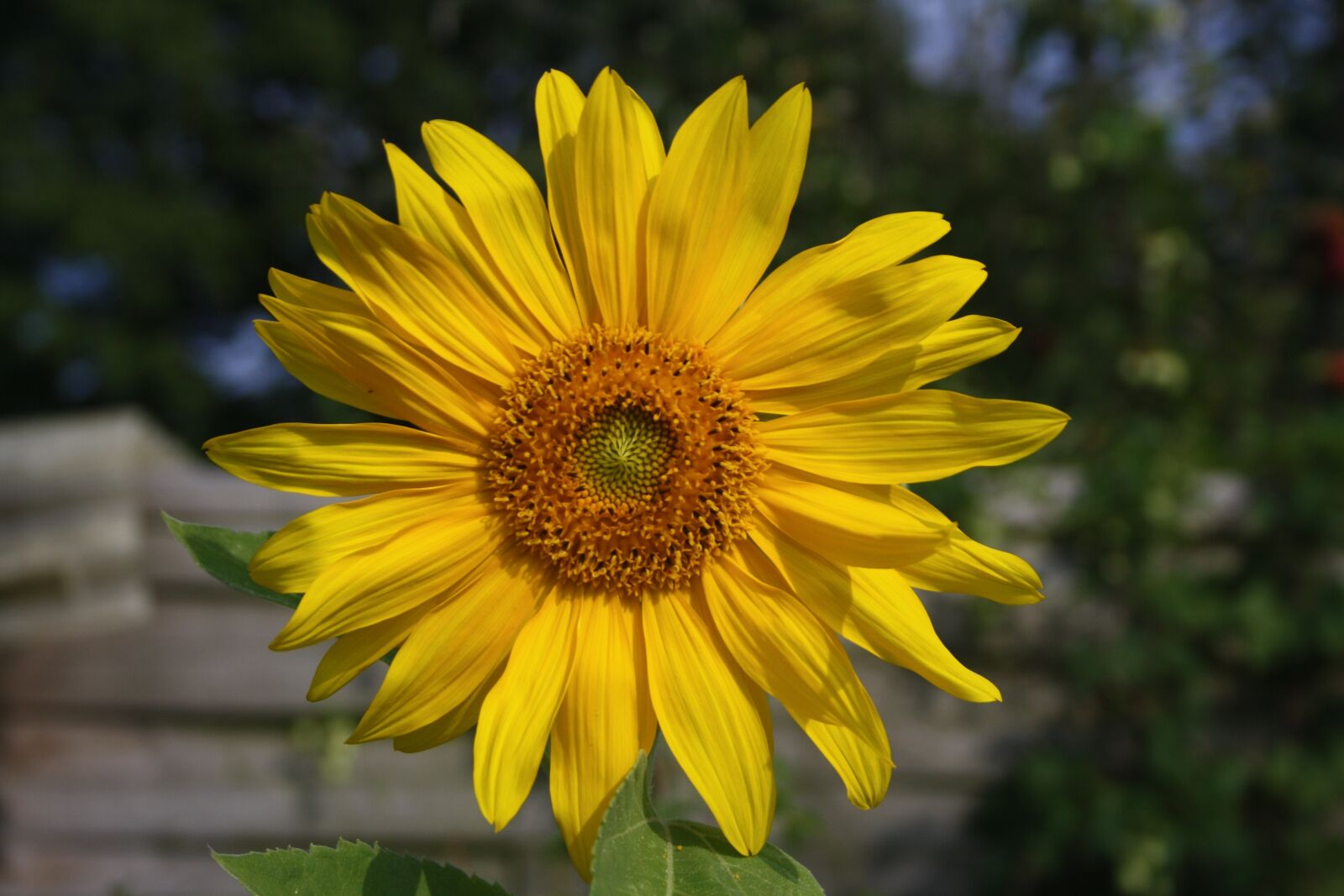 Canon EOS 1000D (EOS Digital Rebel XS / EOS Kiss F) sample photo. Sunflower, blossom, bloom photography