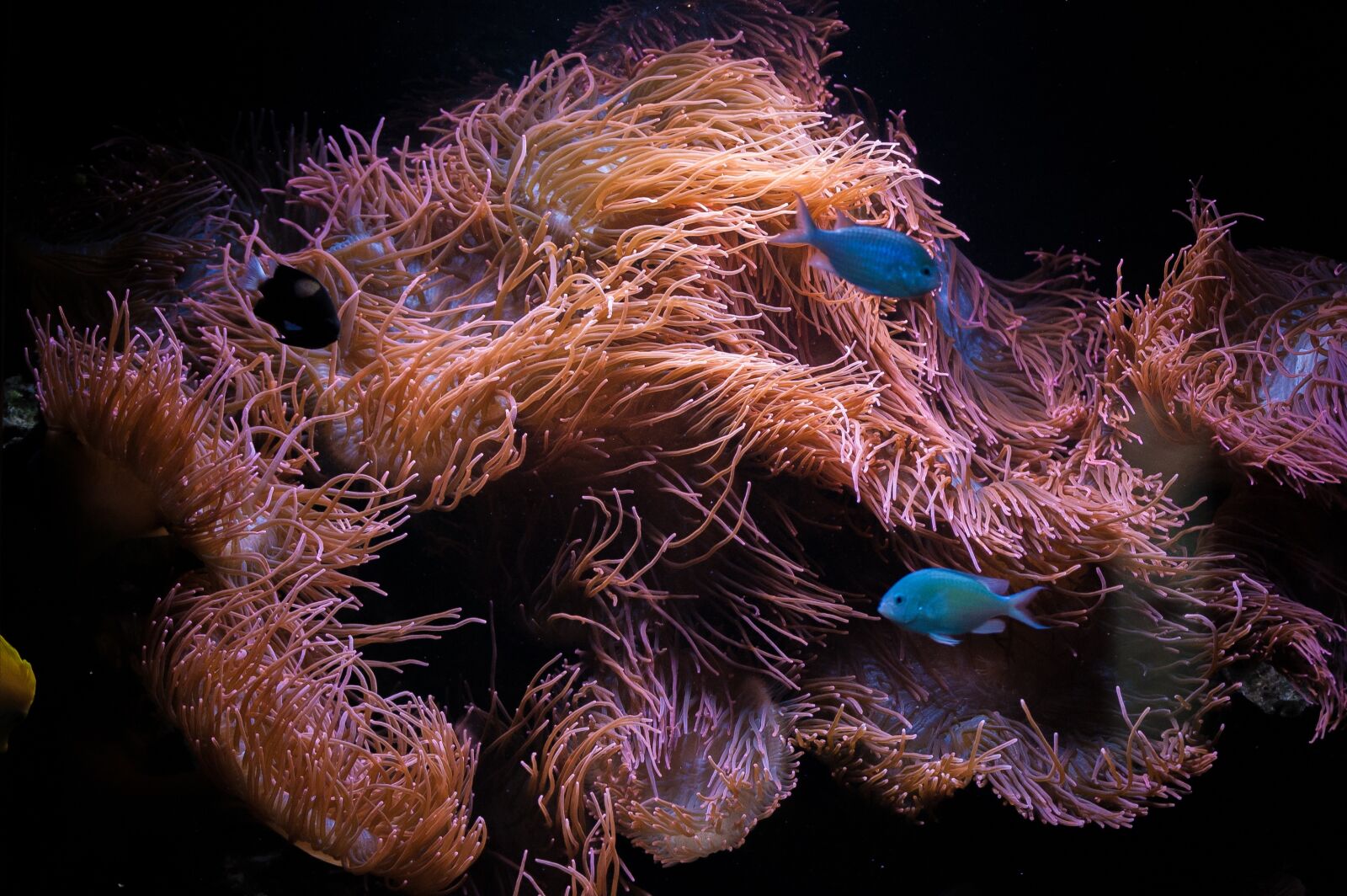 Nikon D40 sample photo. Aquarium, salt, fish photography