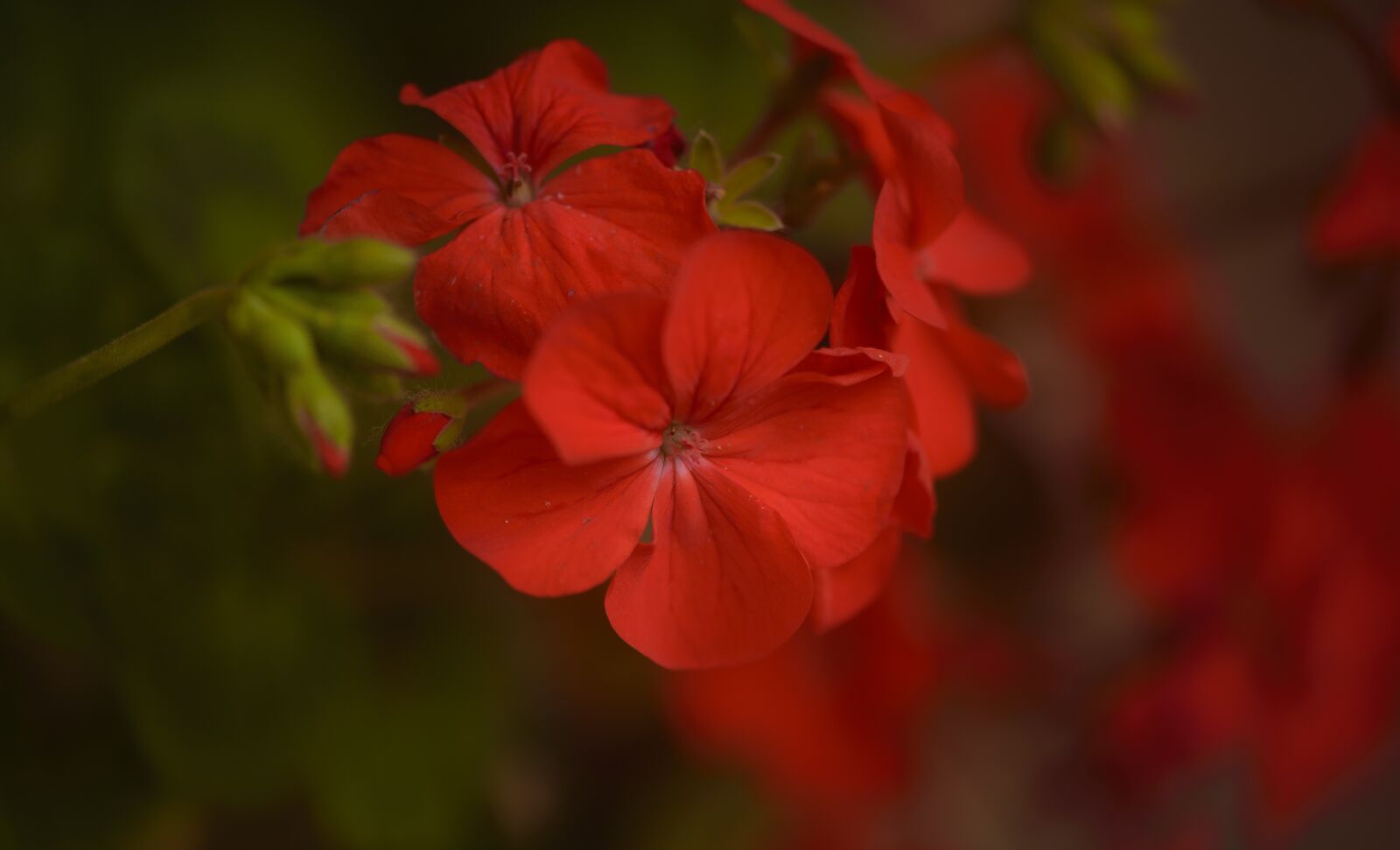 Nikon D750 sample photo. Geranium, flower, red photography