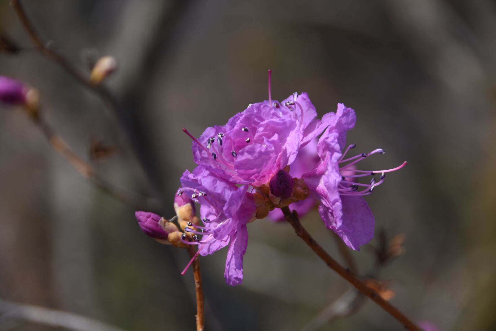 Nikon D7200 sample photo. Wildflower, azalea, the nature photography