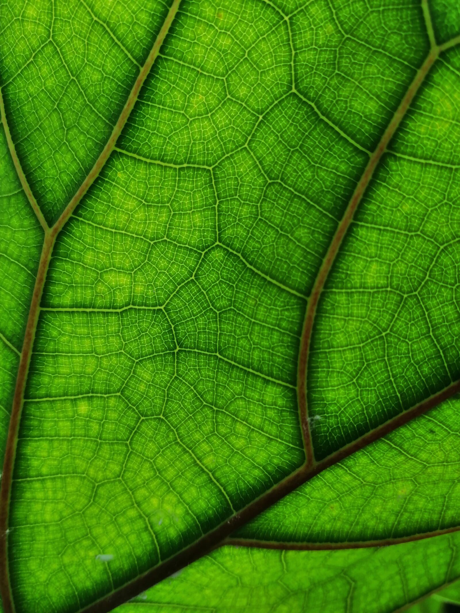 HUAWEI SNE-LX1 sample photo. Leaf, structure, nature photography
