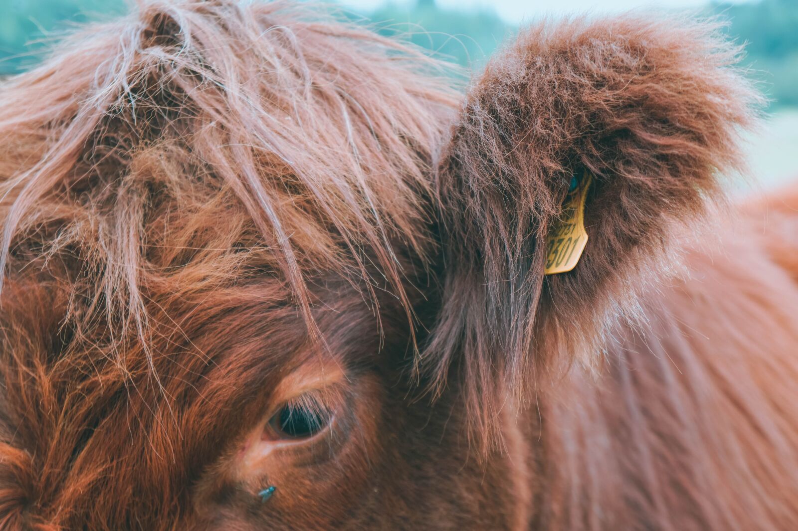 Sony Alpha a3000 + Sony E 18-55mm F3.5-5.6 OSS sample photo. Cow, animal, grass photography