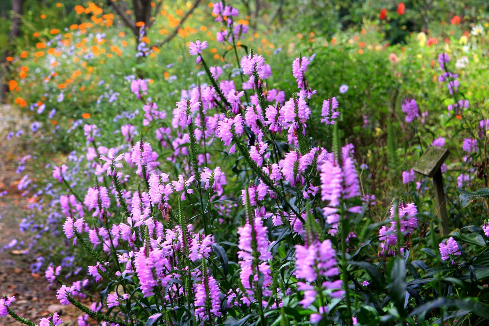 Canon EOS 40D sample photo. Flowers, garden, nature photography