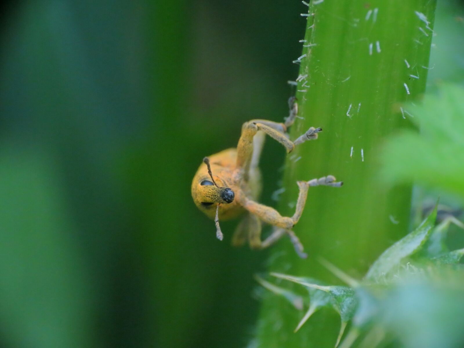 Canon PowerShot SX40 HS sample photo. Insect, nature, prato photography