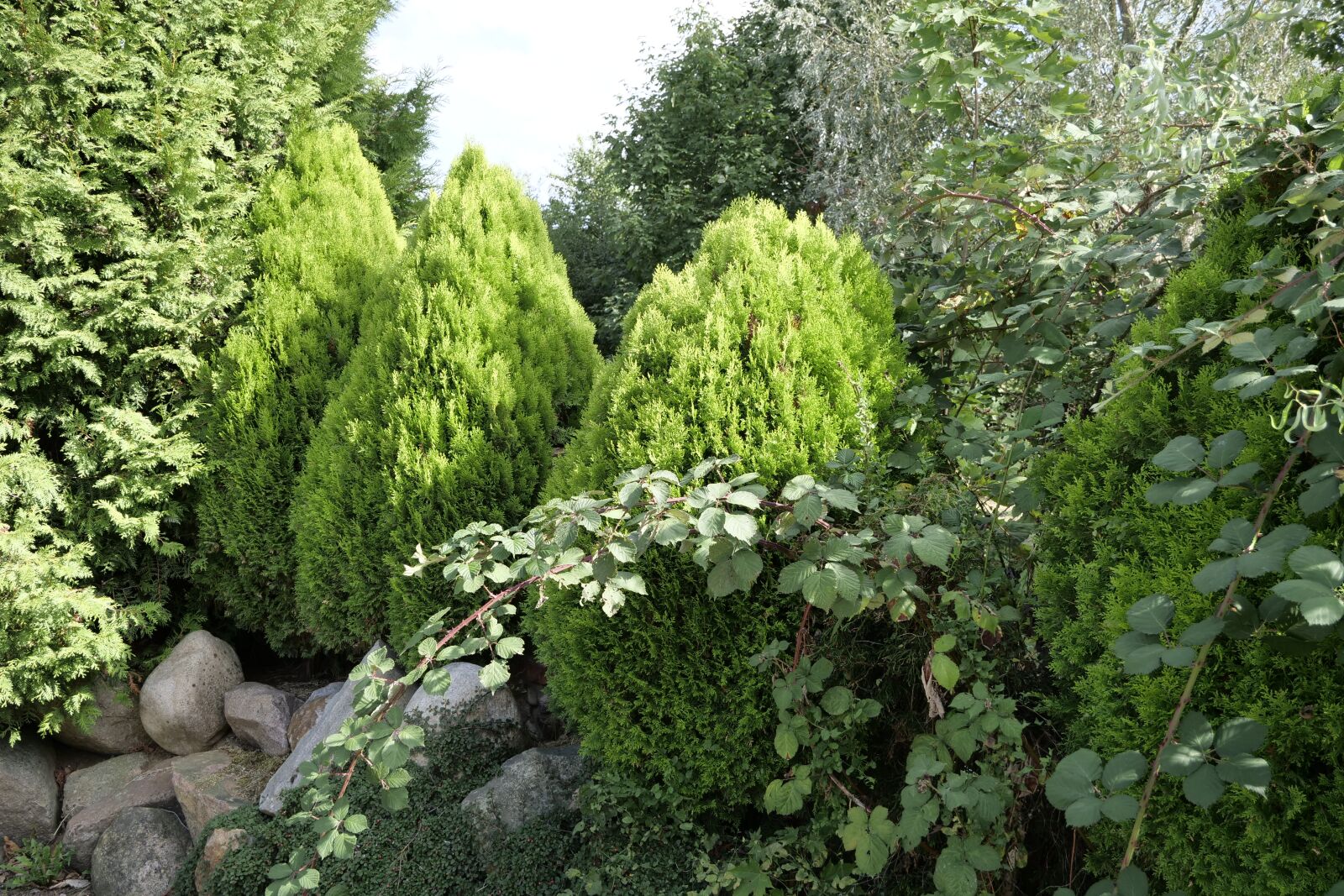 Panasonic Lumix DC-G9 sample photo. Nature, landscape, shrubs photography