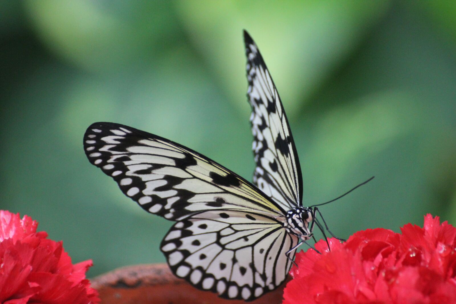 Canon EOS 550D (EOS Rebel T2i / EOS Kiss X4) sample photo. Butterfly, the butterfly house photography