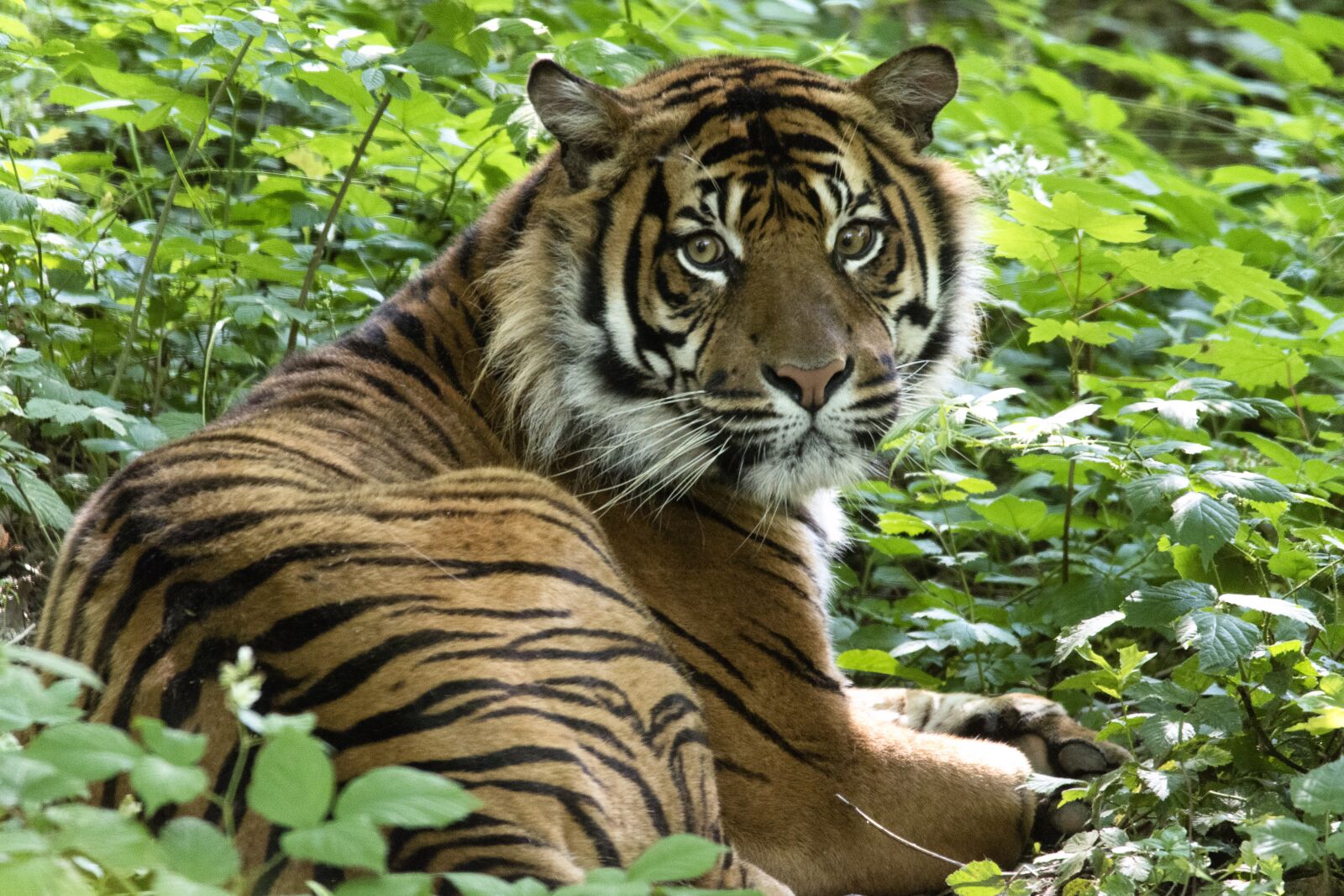 Nikon D5600 sample photo. Tiger, tawny, predator photography
