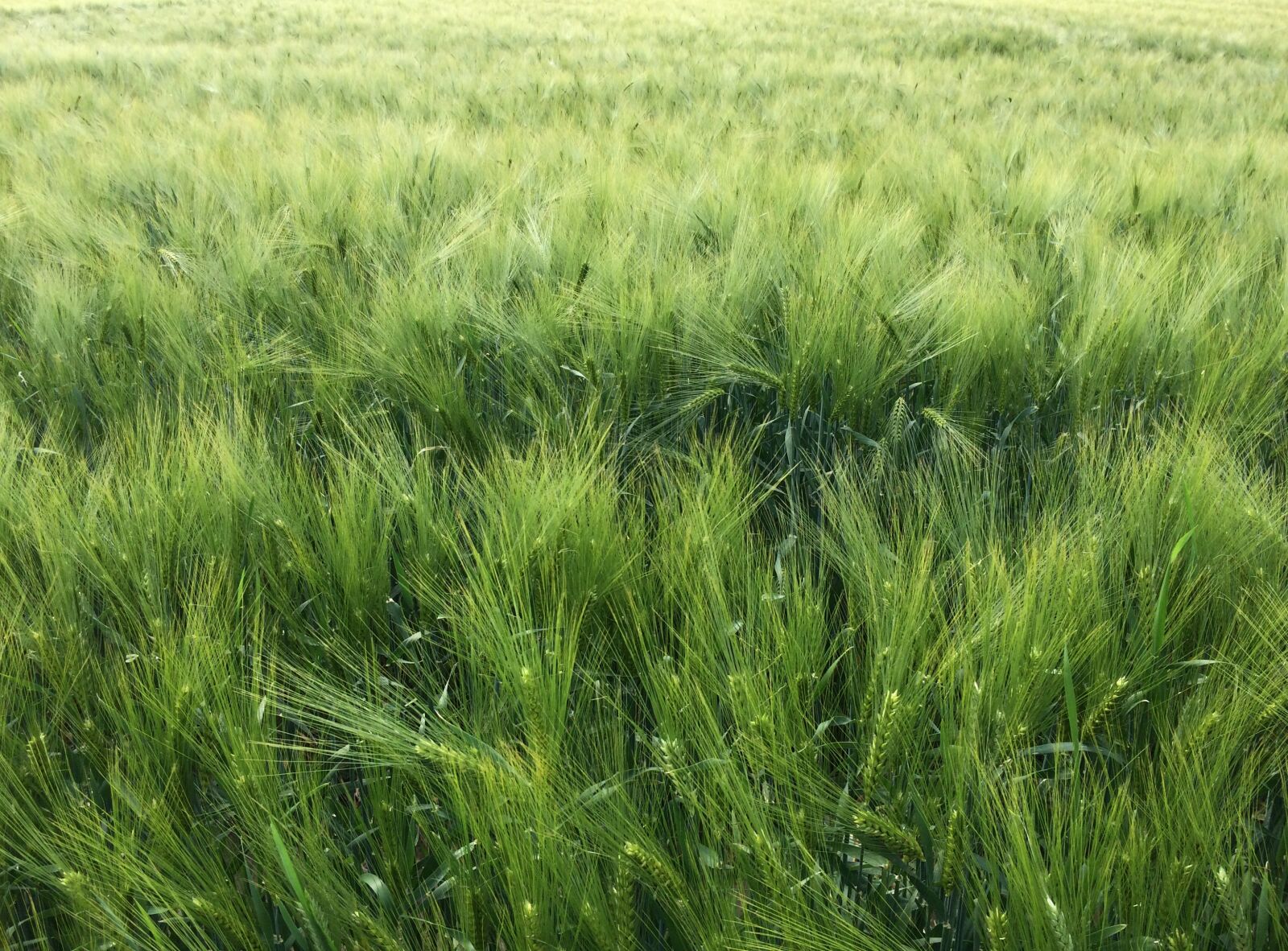 iPhone 5s back camera 4.15mm f/2.2 sample photo. Brother wood, cereals, barley photography