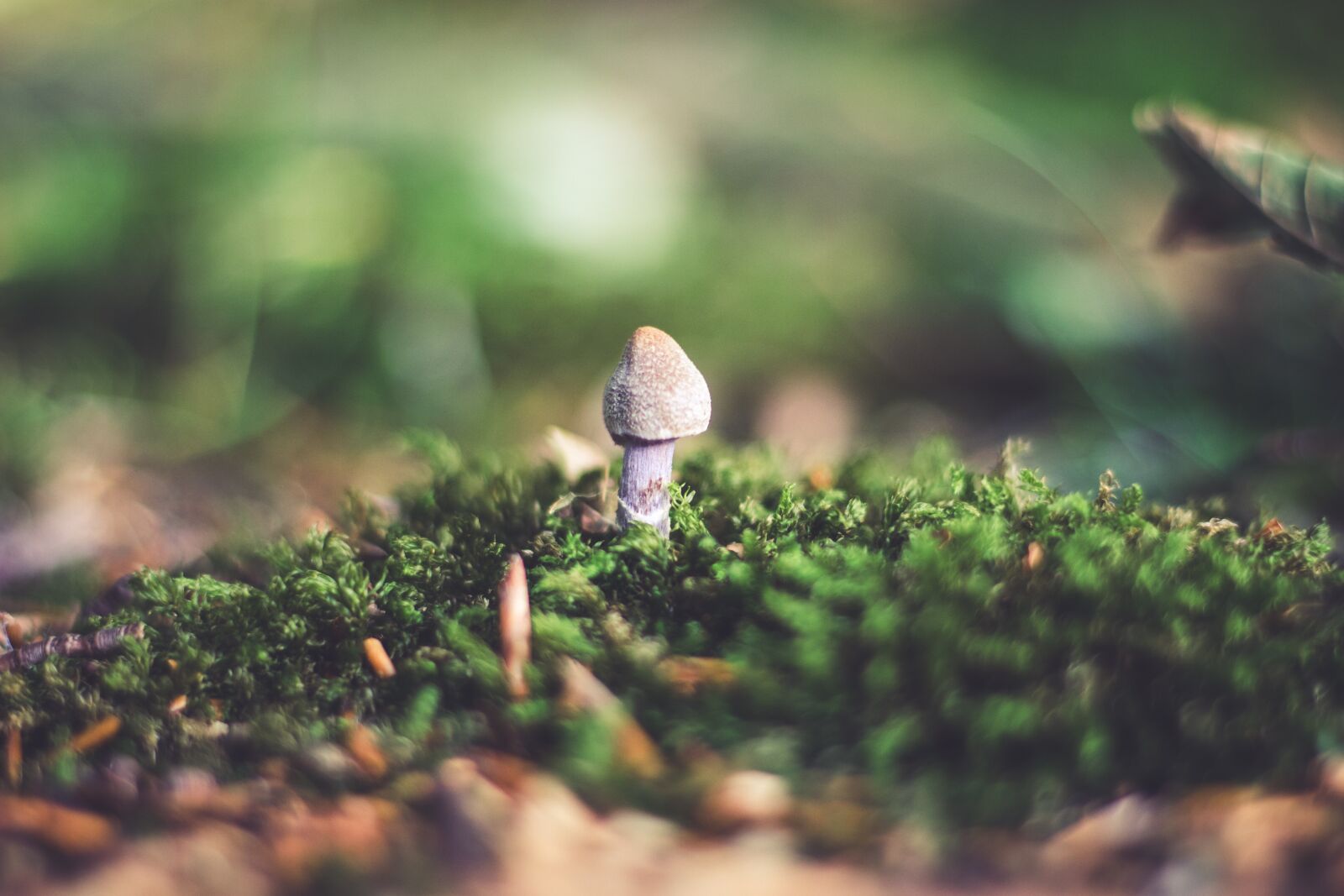 Canon EOS 600D (Rebel EOS T3i / EOS Kiss X5) + Canon EF 50mm F1.8 STM sample photo. Mushroom, mushrooms, forest photography