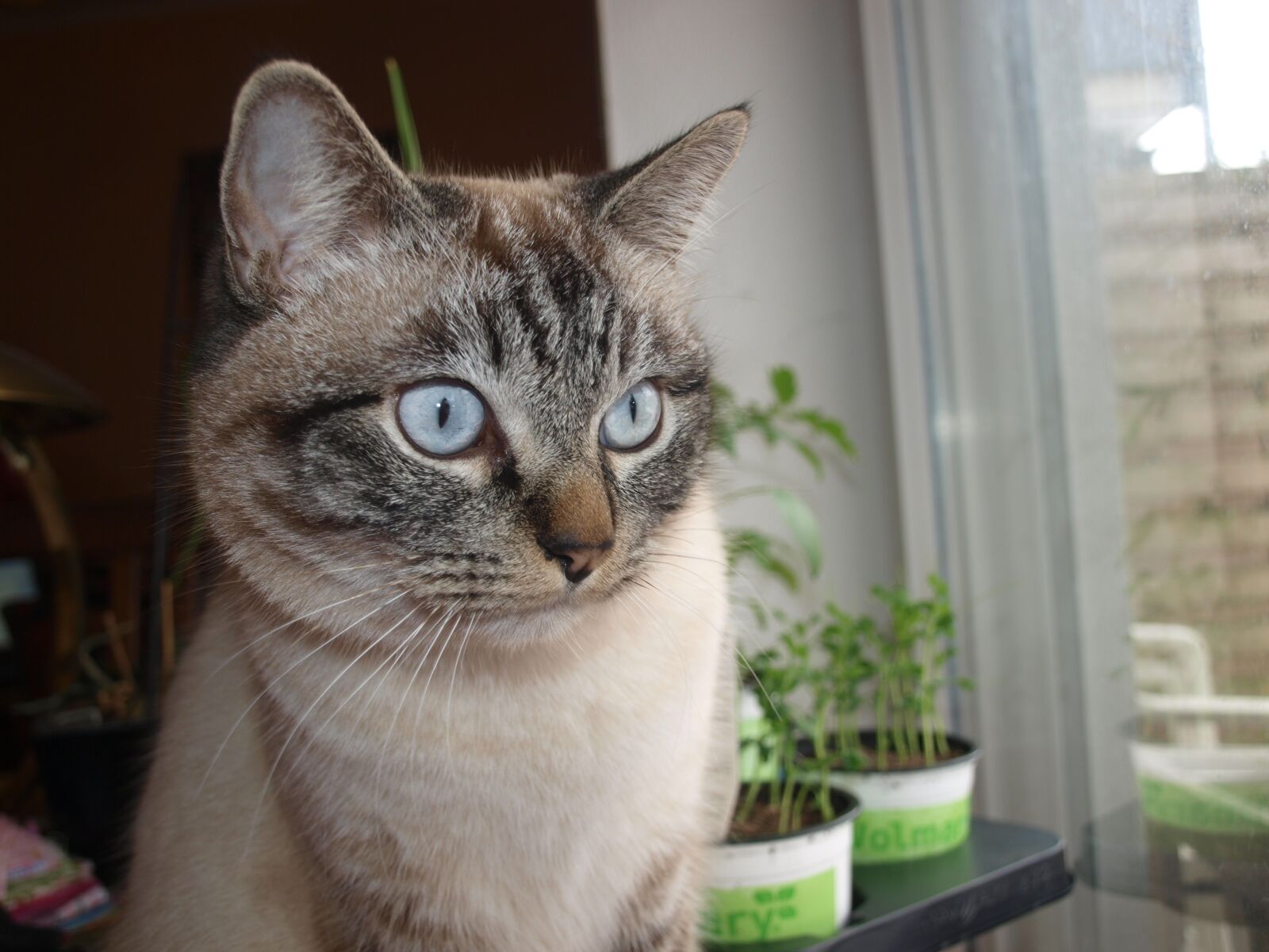 Olympus E-420 (EVOLT E-420) sample photo. Cat, mackerel, grey photography
