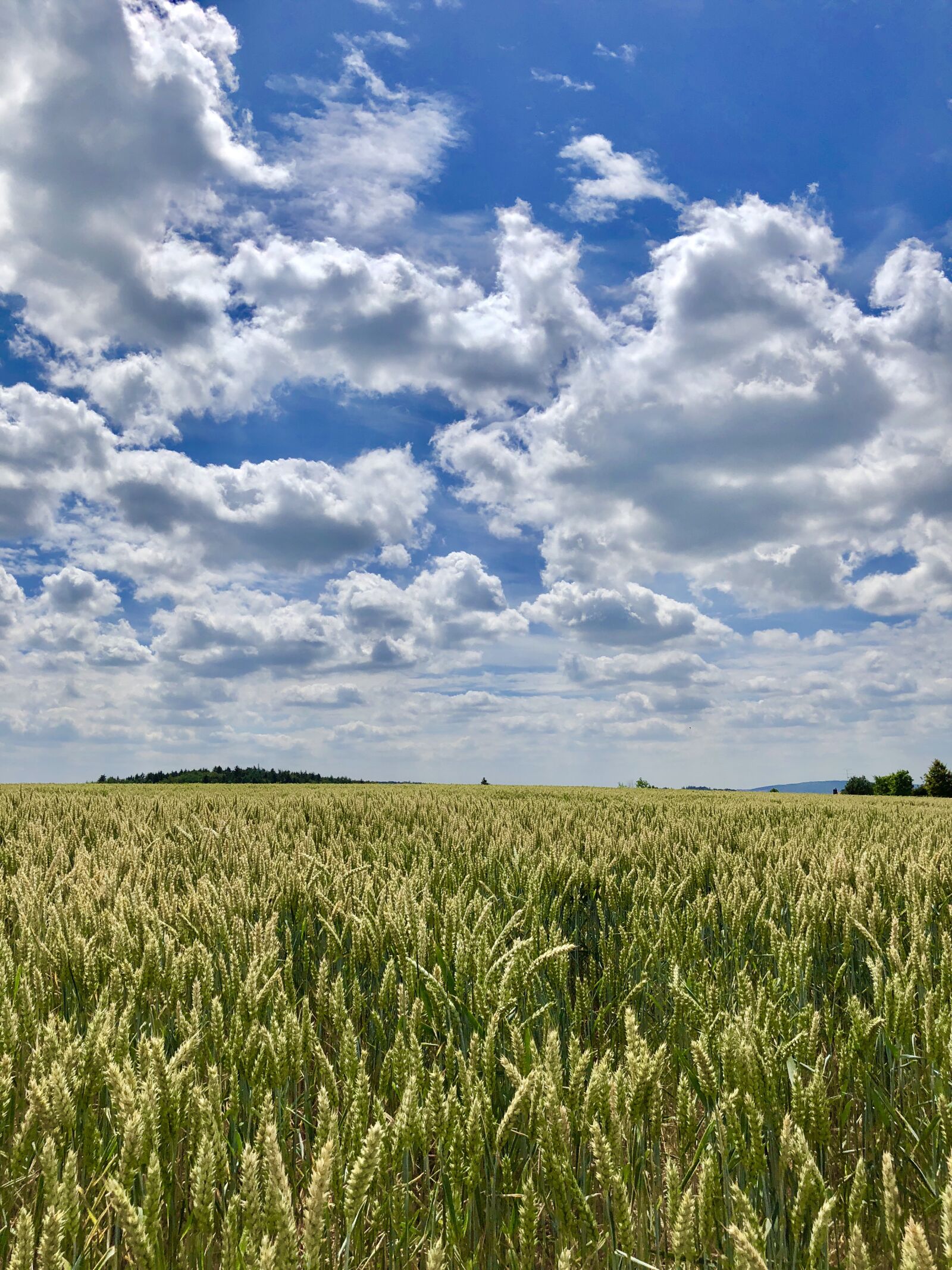 Apple iPhone X sample photo. Cornfield, summer, cereals photography