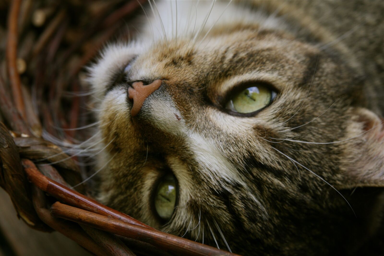 Canon EOS 400D (EOS Digital Rebel XTi / EOS Kiss Digital X) sample photo. Cat, cat's eyes, pet photography