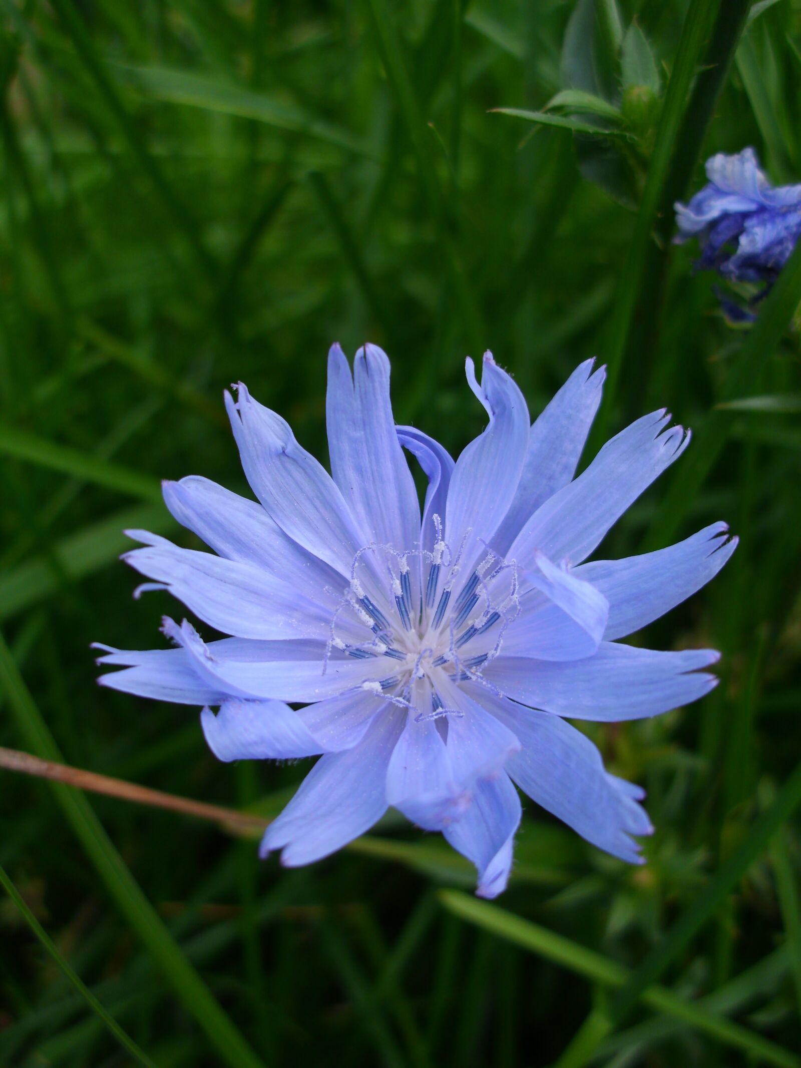 MEDION MD86123 sample photo. Chicory, blue, b photography