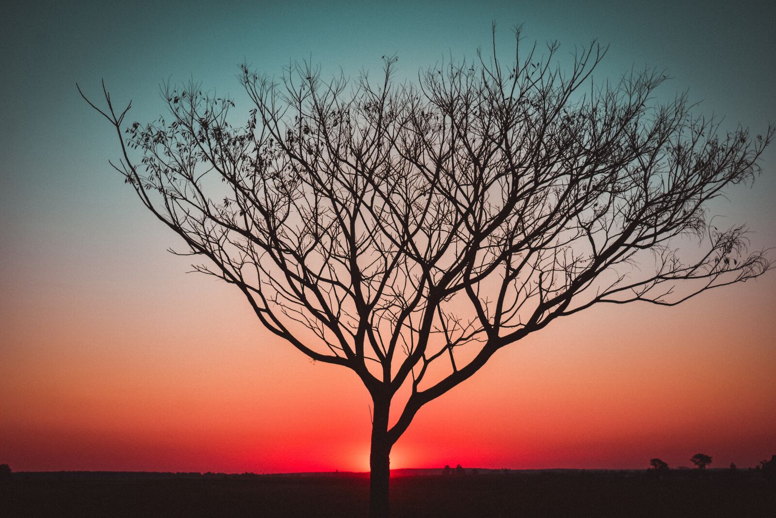 Nikon D3400 sample photo. Sunset, backlight, tree photography