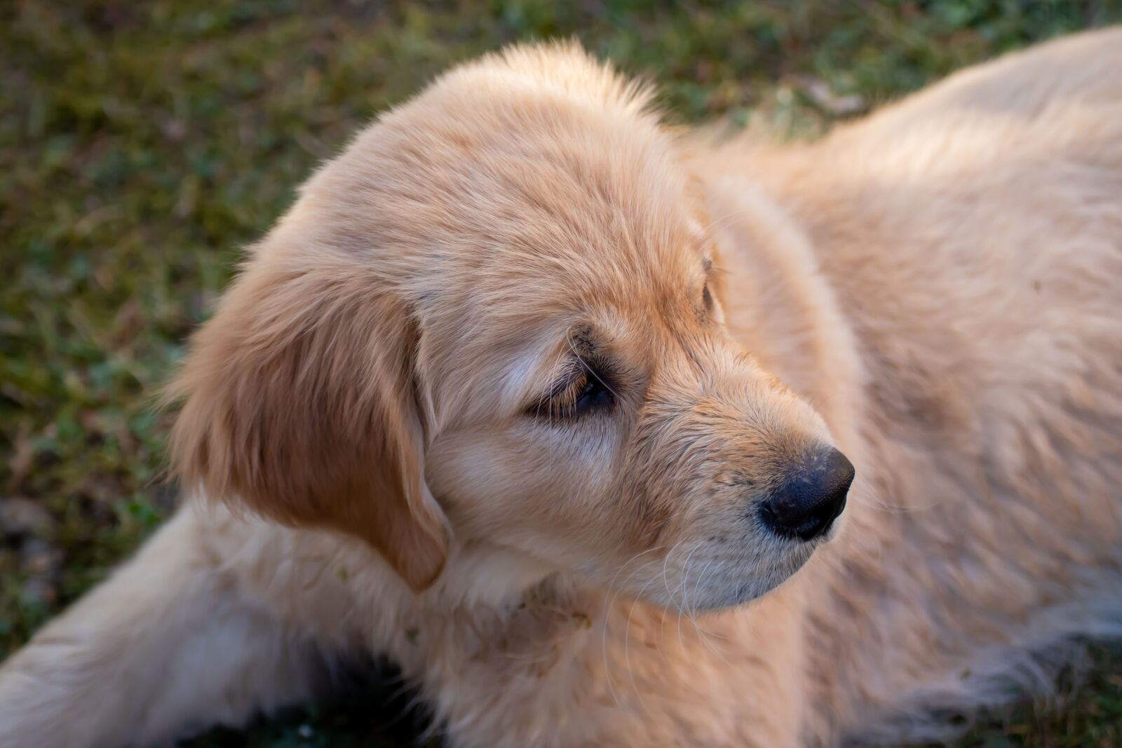 Canon EOS 200D (EOS Rebel SL2 / EOS Kiss X9) sample photo. Dog, puppy, dog puppy photography