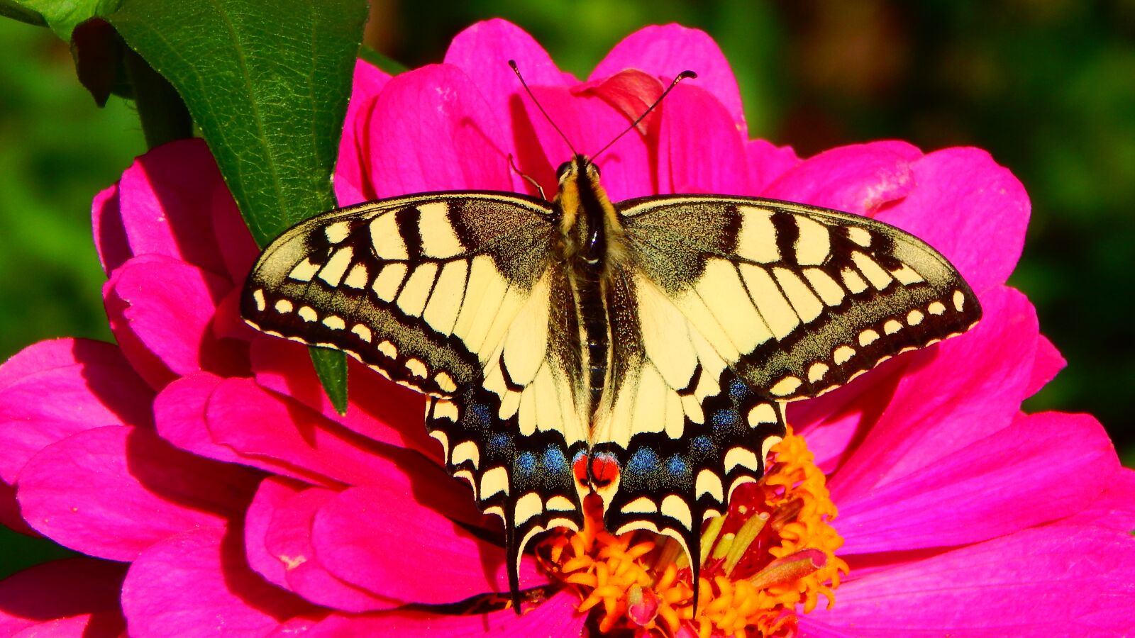 Nikon Coolpix L830 sample photo. Butterfly, swallowtail, zinnia photography