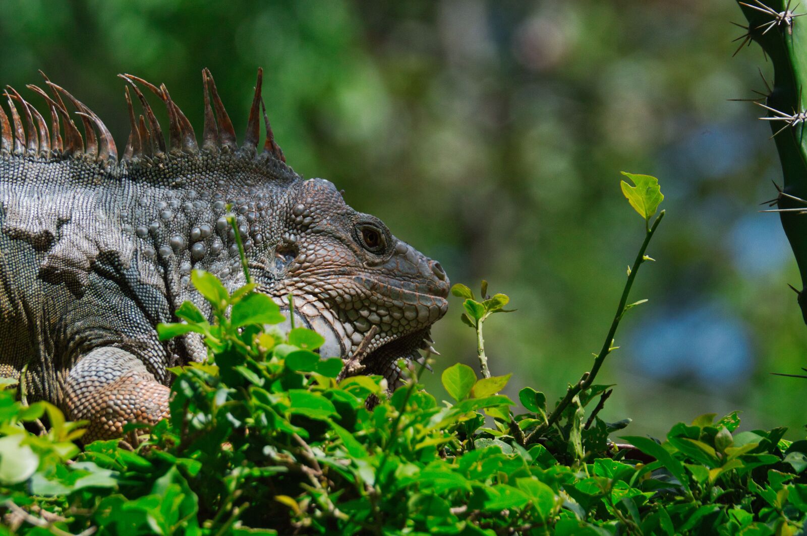 Nikon D3200 sample photo. Iguana, reptile, costa rica photography