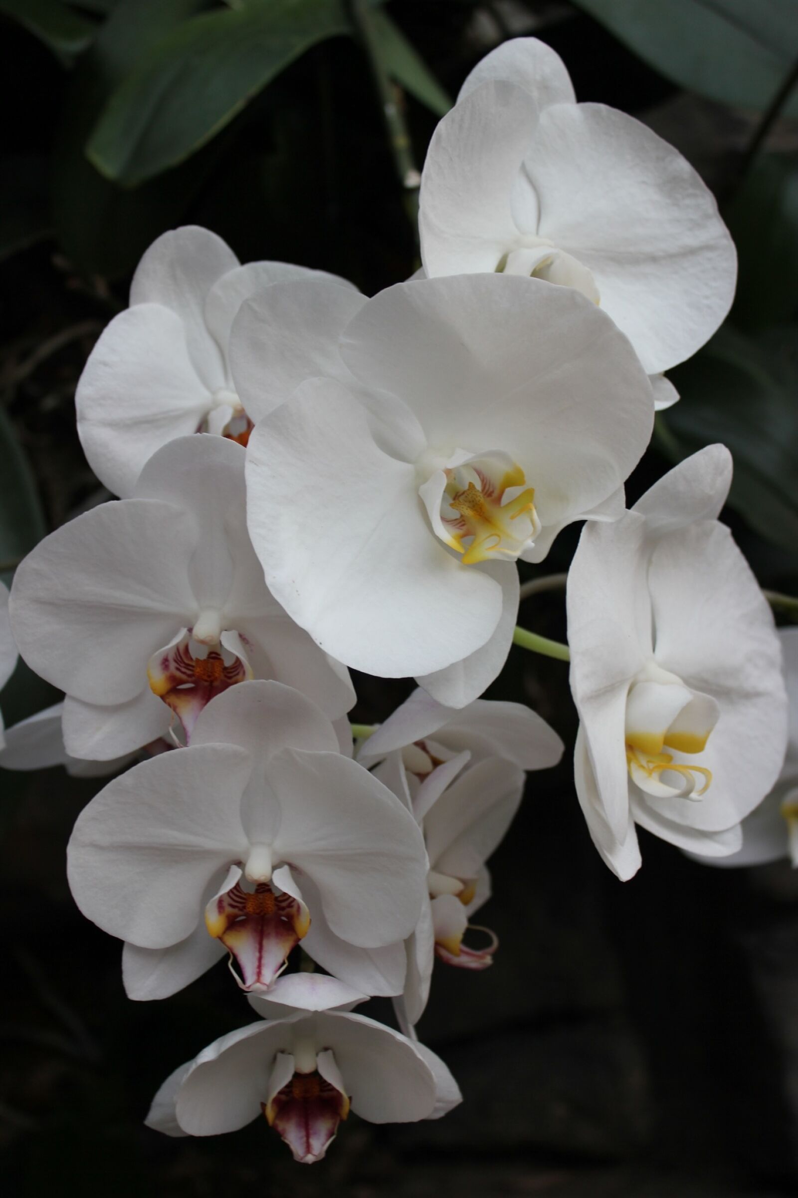 Canon EOS 550D (EOS Rebel T2i / EOS Kiss X4) sample photo. White, flower, nature photography