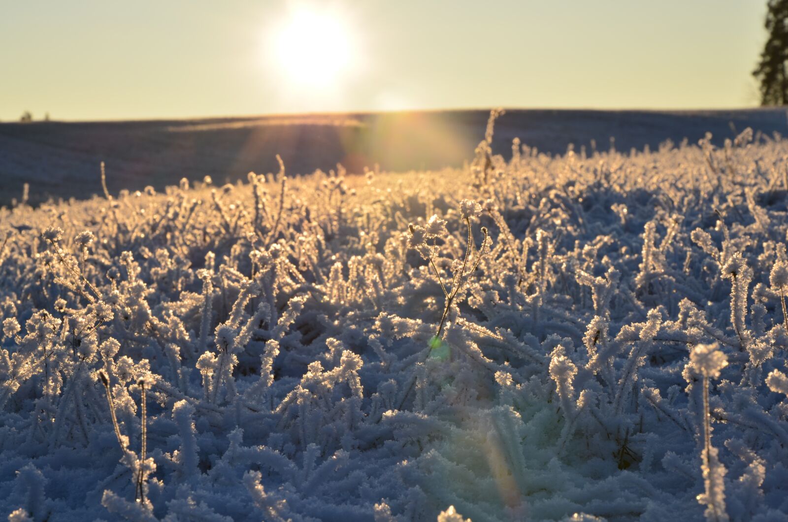 Nikon D5100 sample photo. Winter, snow, frozen photography