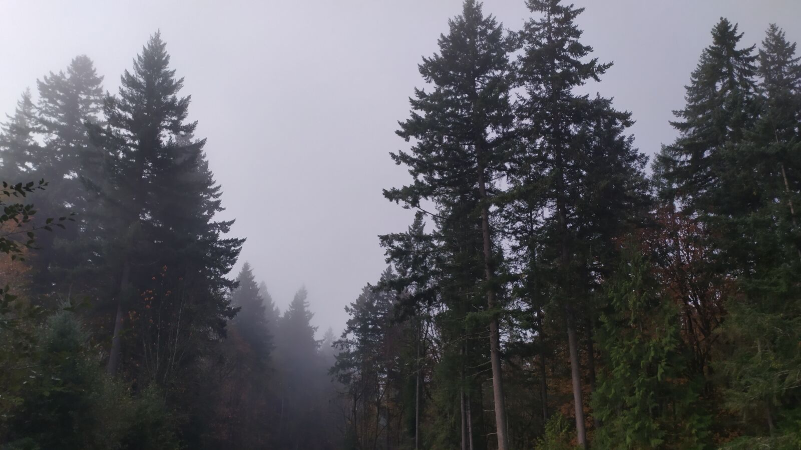 Xiaomi Redmi Note 7 sample photo. Woods, fog, scary photography