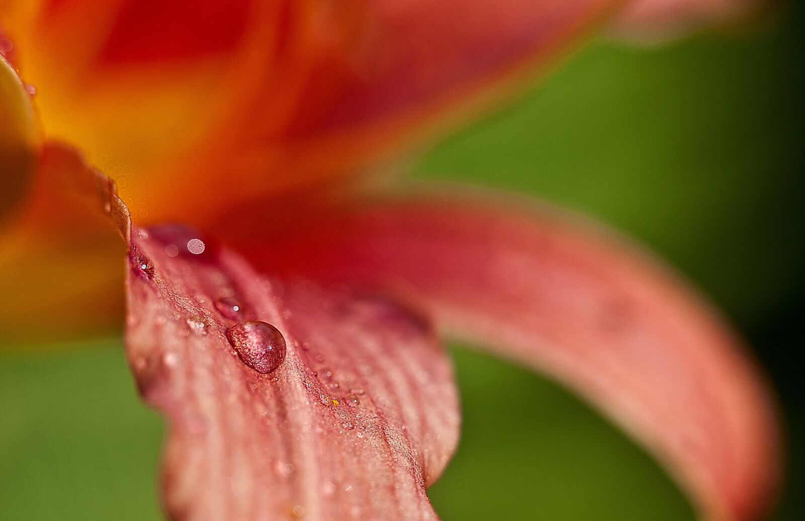 Canon EOS 5D Mark II sample photo. Lily, flower, after the photography