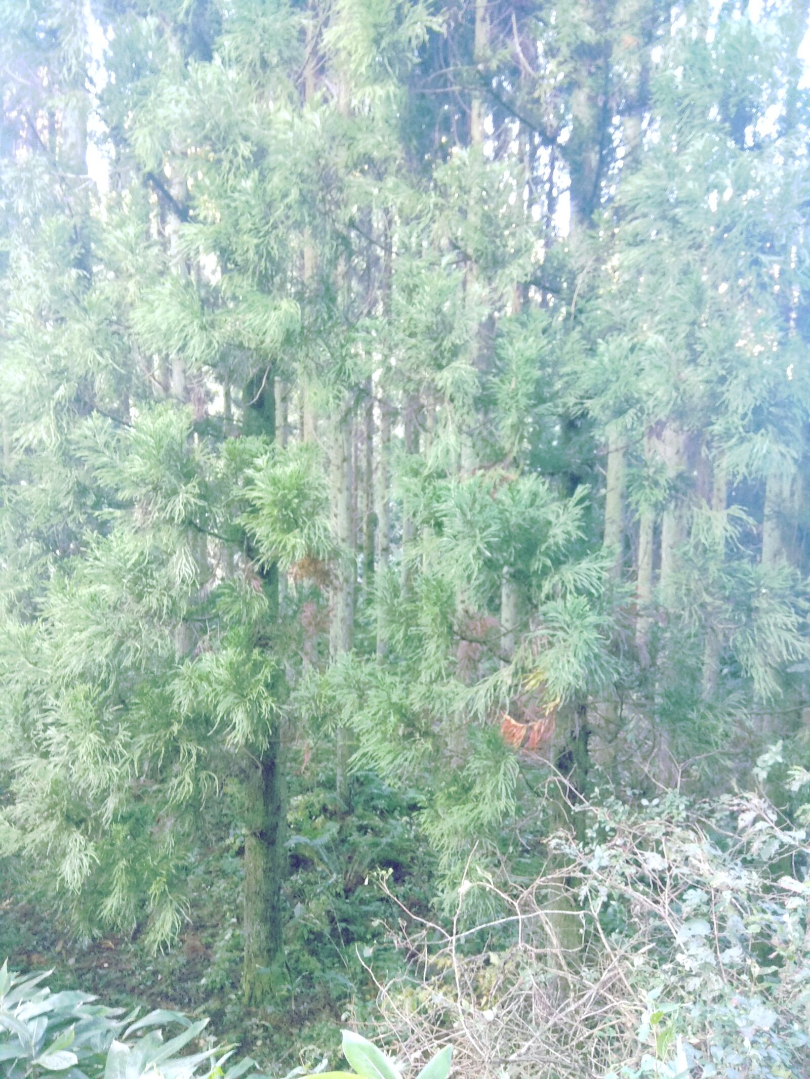 Xiaomi Redmi Note 4 sample photo