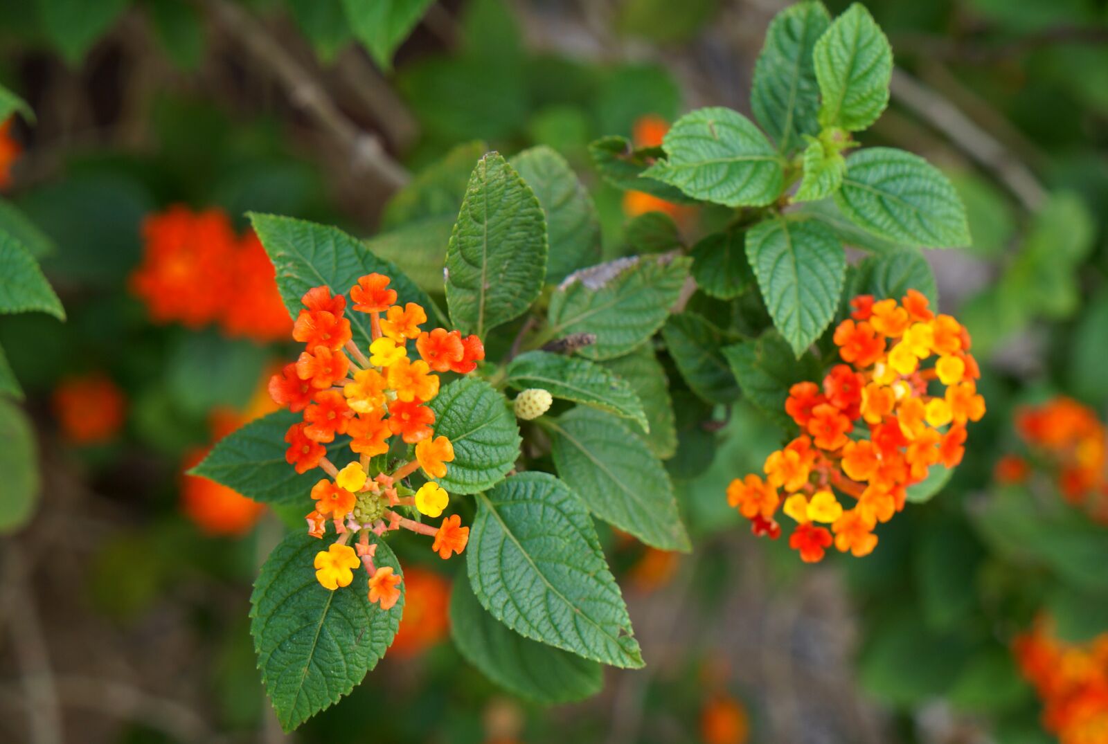 Sony Alpha NEX-F3 + Sony E 18-55mm F3.5-5.6 OSS sample photo. Natural, bunches of flowers photography