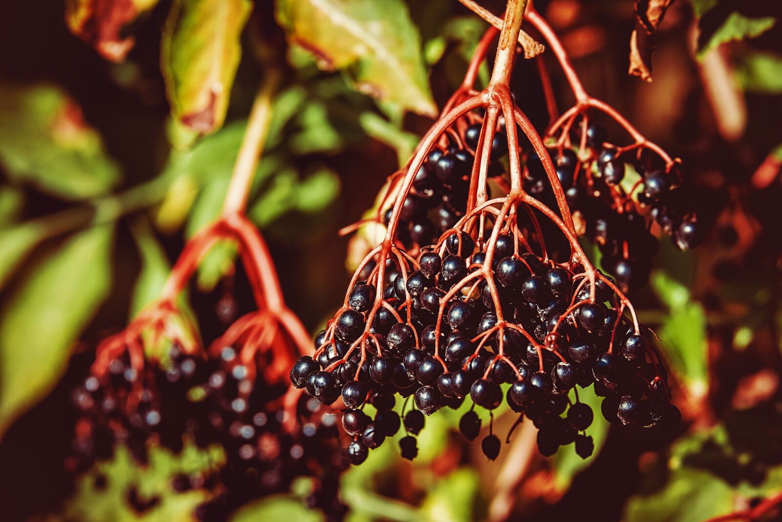 Fujifilm XF 55-200mm F3.5-4.8 R LM OIS sample photo. Elder, sambucus, berries photography