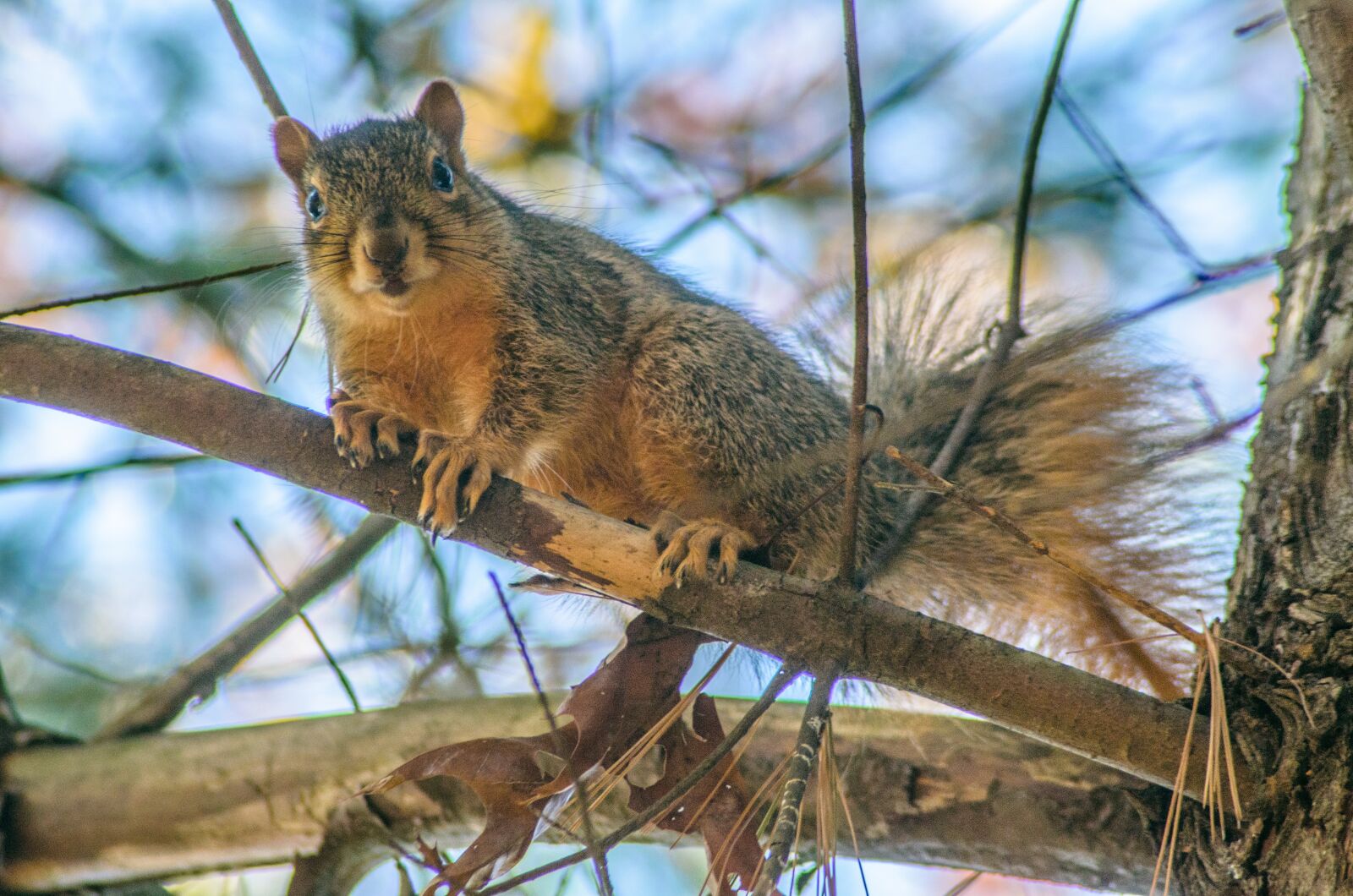 Nikon D7000 sample photo. Squirrel, tree, animal photography