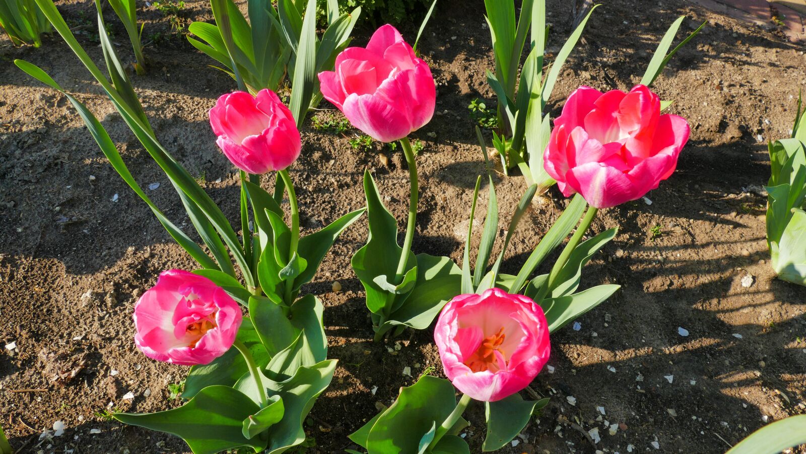 Panasonic Lumix DMC-FZ1000 sample photo. Tulips, flowers, red photography