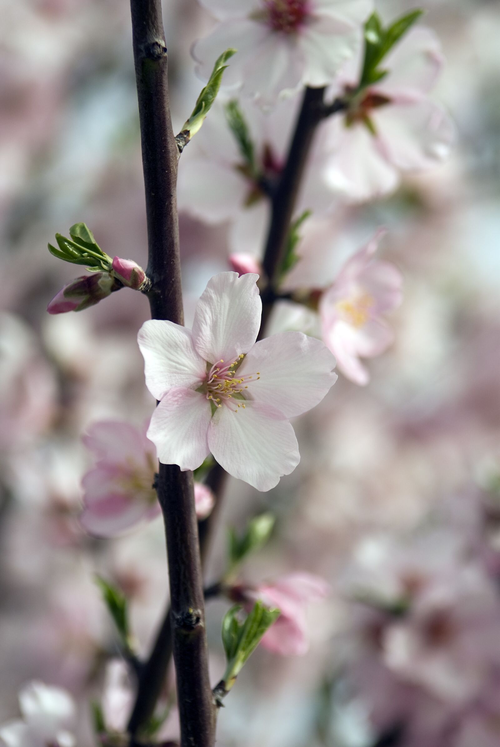 Sony Alpha DSLR-A300 sample photo. Almond blossom, almond, blossom photography