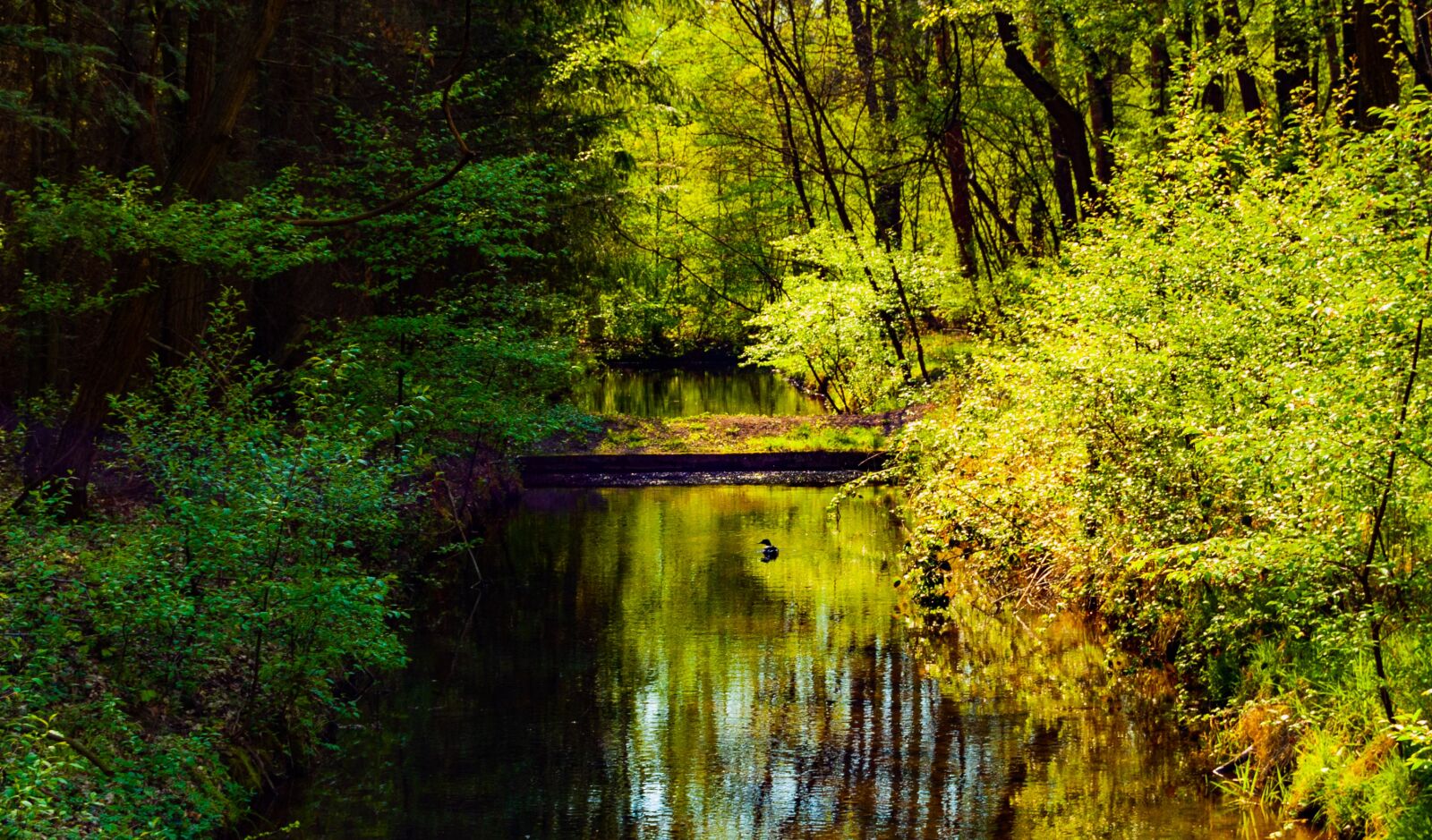 Nikon D40 sample photo. Spreewald, nature, forest photography